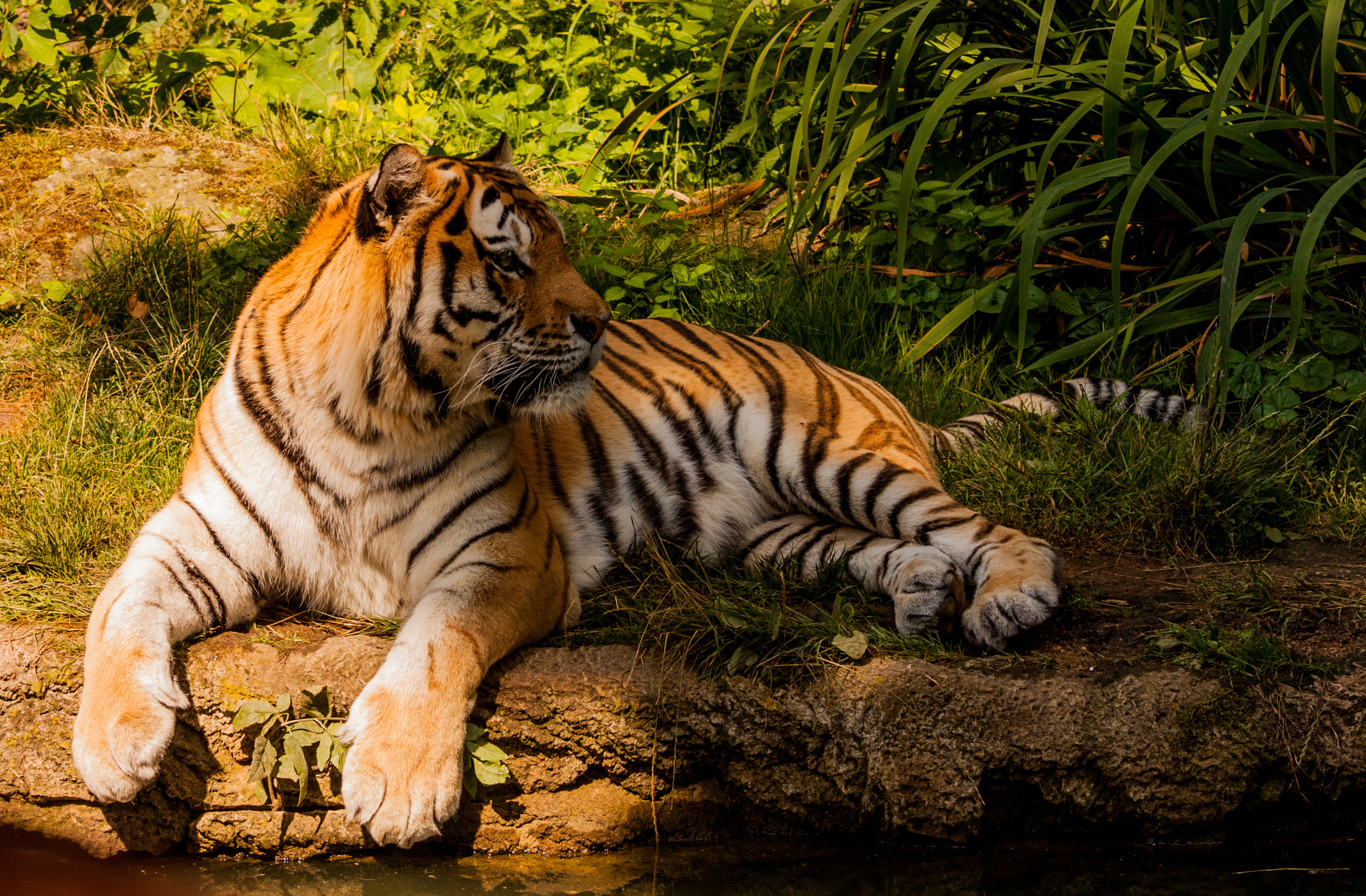 Canon EF 90-300mm F4.5-5.6 sample photo. Tiger 002 photography