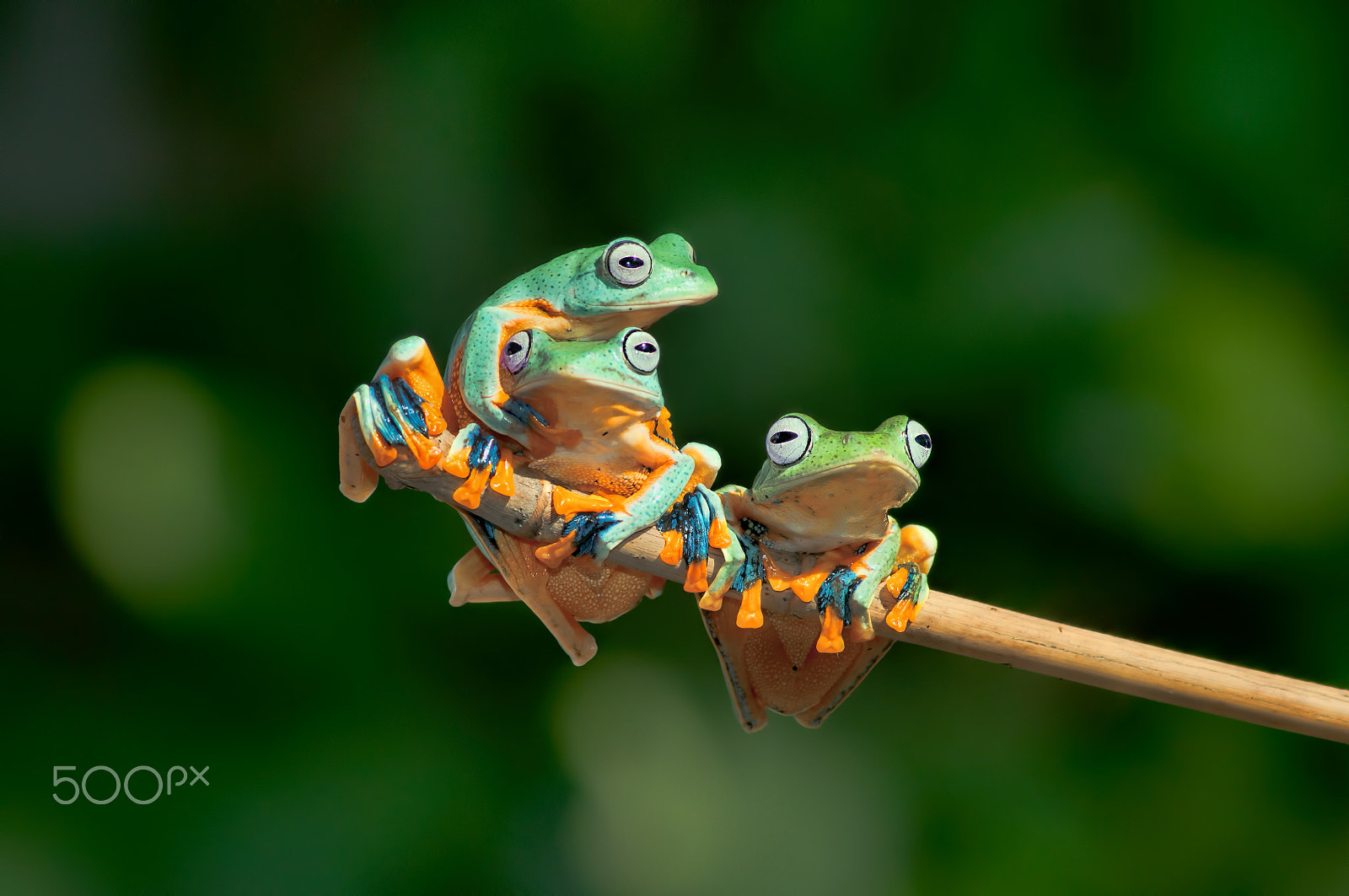 Nikon D90 + AF Zoom-Nikkor 75-300mm f/4.5-5.6 sample photo. Trio frog in the morning photography