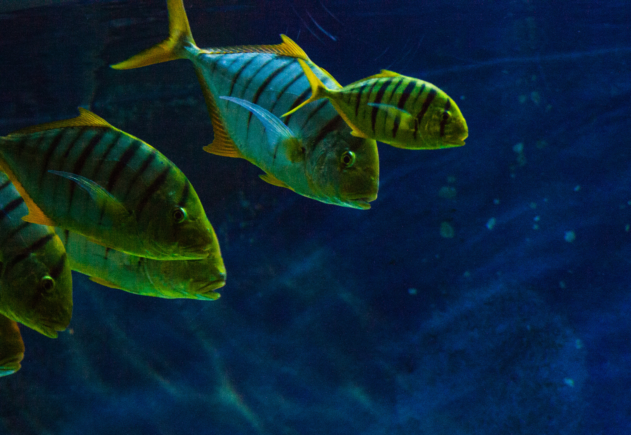 Canon EF 90-300mm F4.5-5.6 sample photo. Fish underwater yellow photography