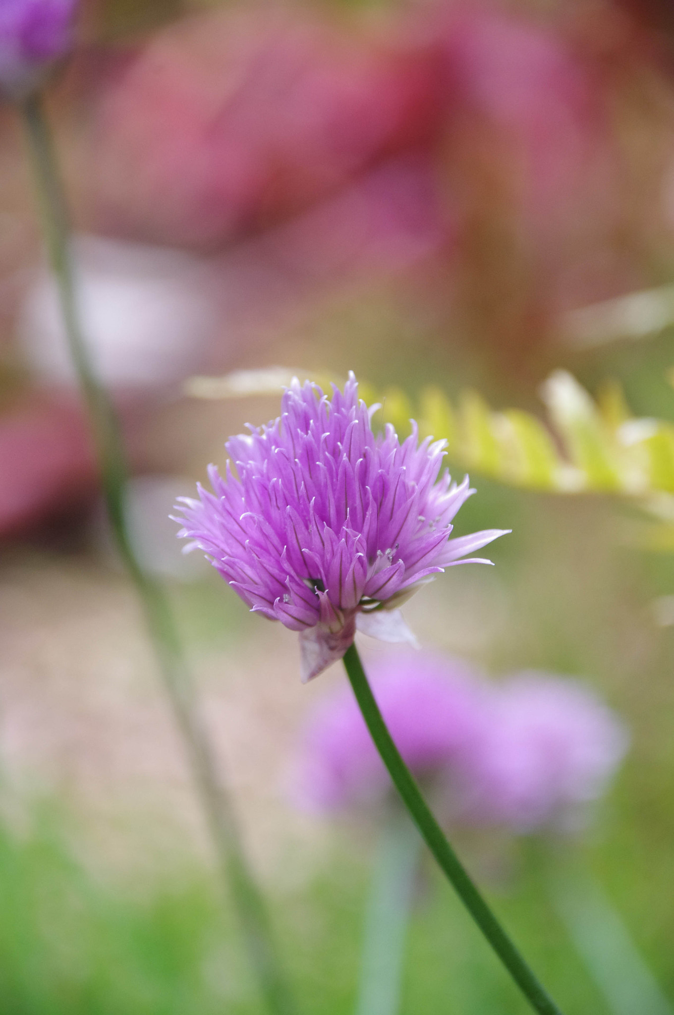 Pentax K-r + Sigma 18-250mm F3.5-6.3 DC Macro OS HSM sample photo. Natural flower. photography