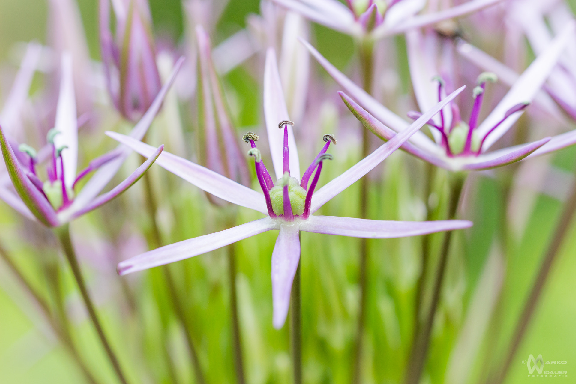 Tamron SP AF 60mm F2 Di II LD IF Macro sample photo. Born to be a star photography