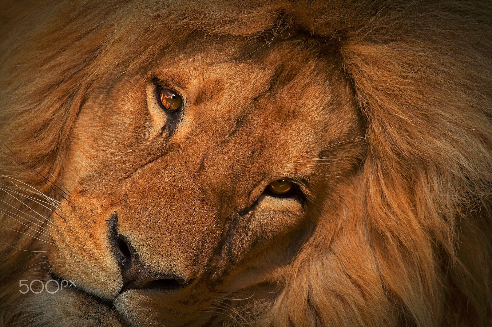 Canon EF 100-400mm F4.5-5.6L IS USM sample photo. Sad king photography
