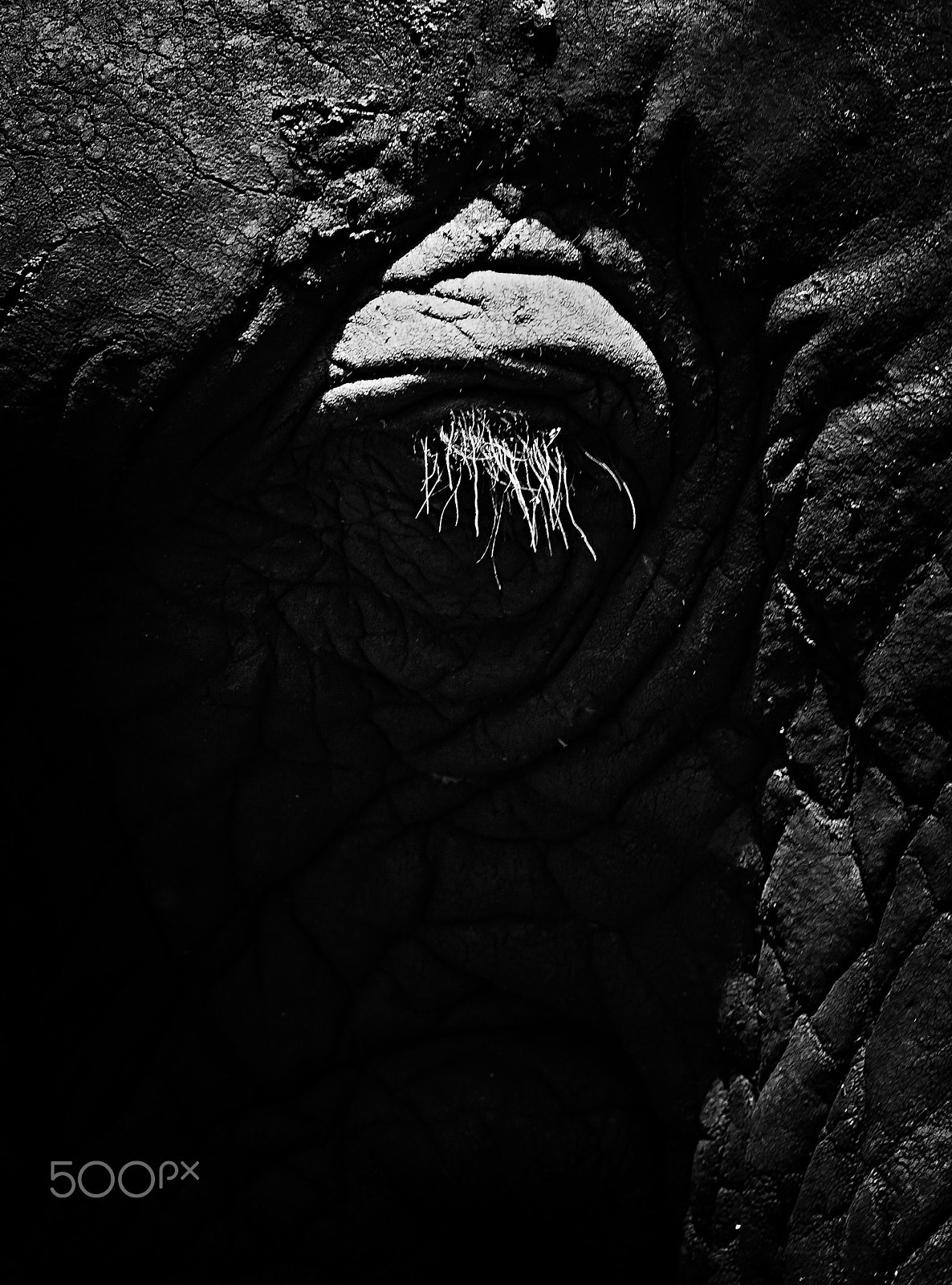 Canon EF 100-400mm F4.5-5.6L IS USM sample photo. Eye in black and white photography
