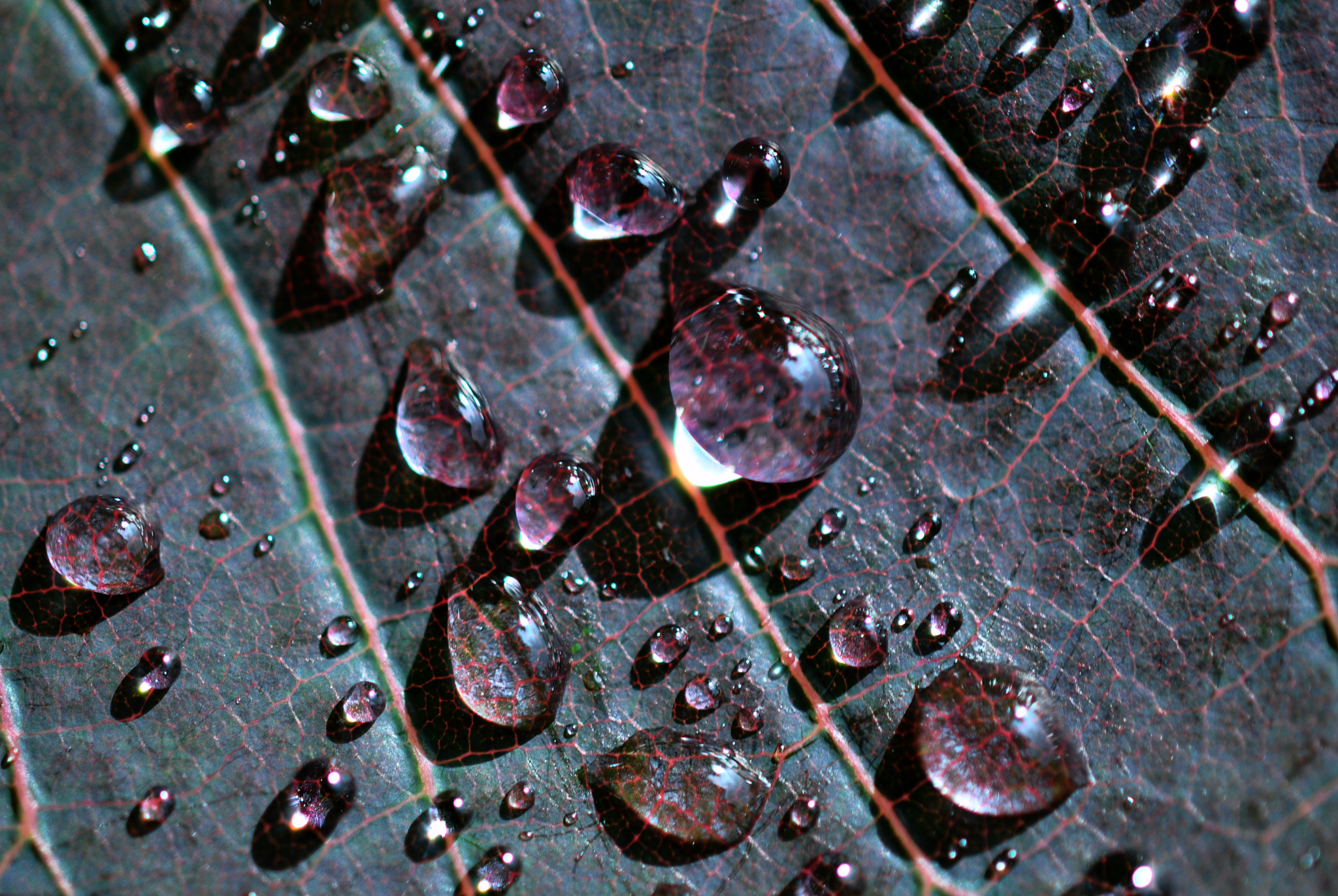 Nikon AF-S DX Micro Nikkor 40mm F2.8 sample photo. Dropleaflets photography