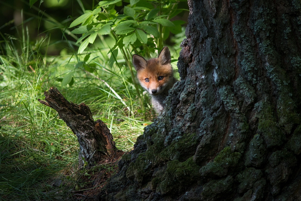 Canon EF 300mm F4L IS USM sample photo. Hid photography