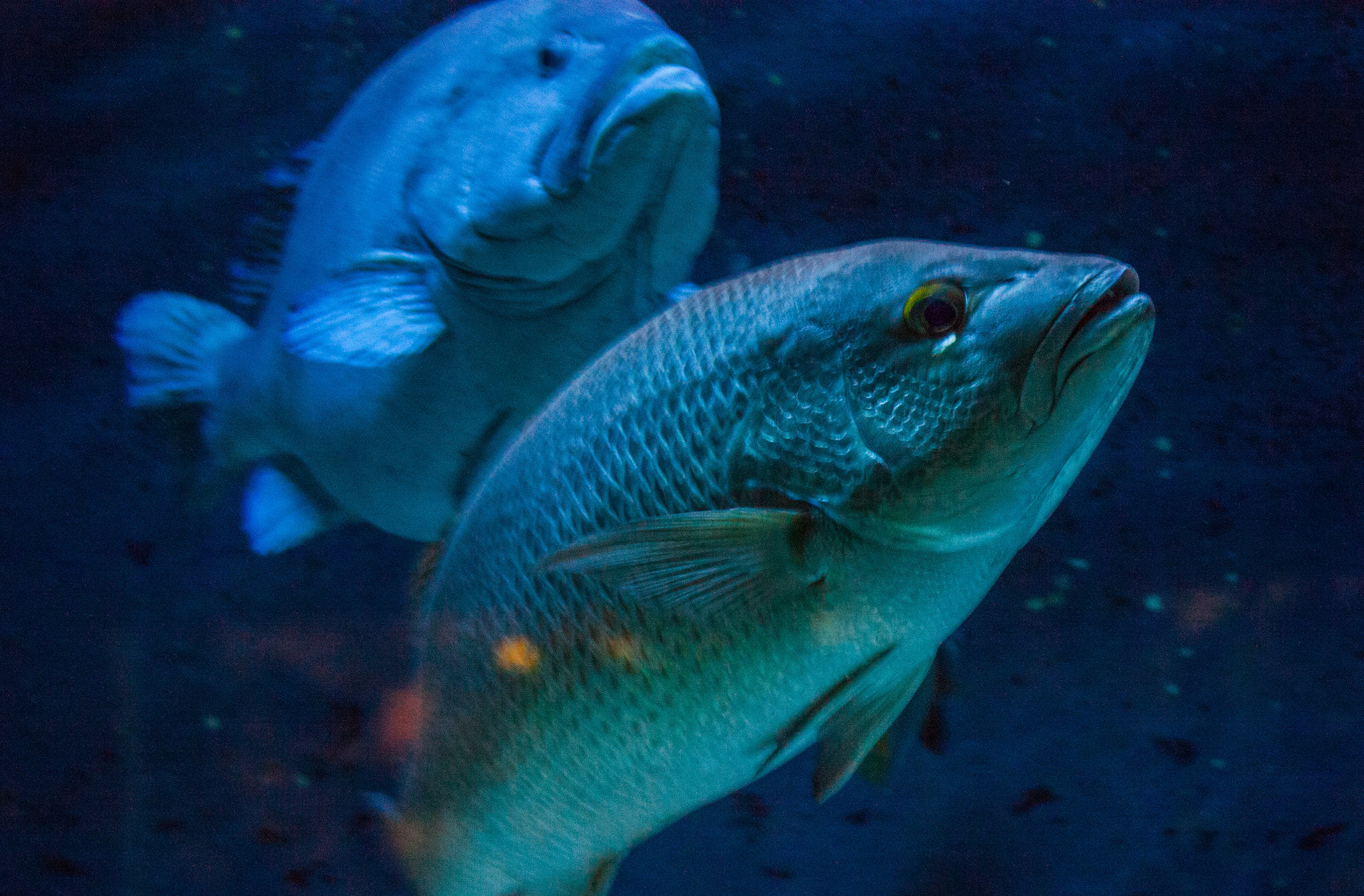 Canon EF 90-300mm F4.5-5.6 sample photo. Fish blue photography