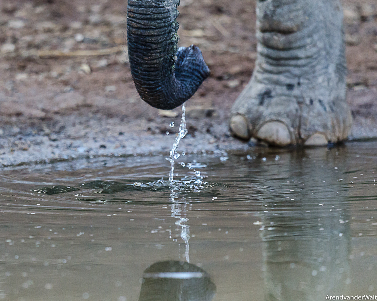 Nikon D7000 + Nikon AF-S Nikkor 500mm F4G ED VR sample photo. Elephant closeup photography