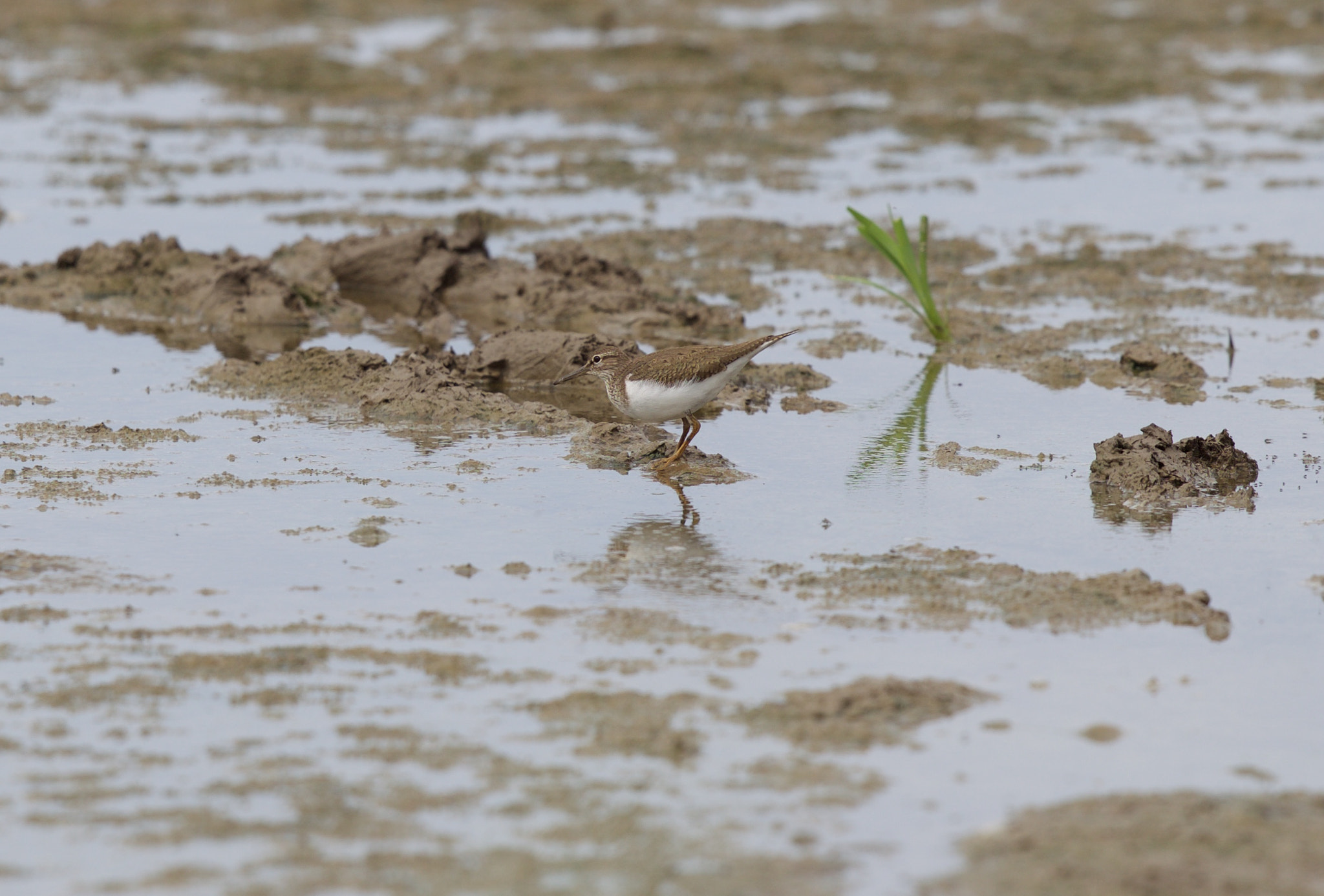 Canon EF 400mm F2.8L IS USM sample photo. _mgl6656.jpg photography