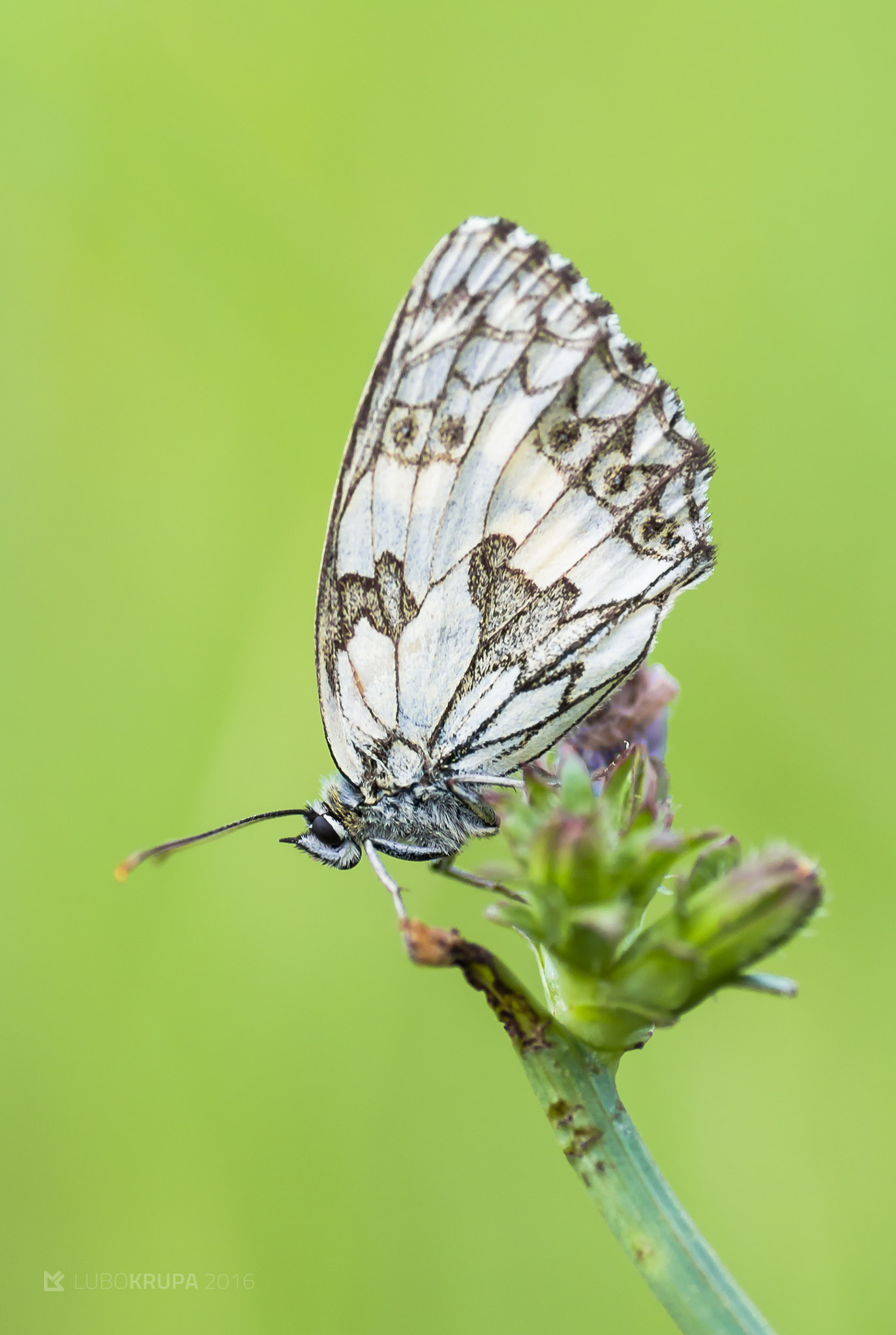 Pentax K-r + Tamron SP AF 90mm F2.8 Di Macro sample photo. Melangaria galathea photography