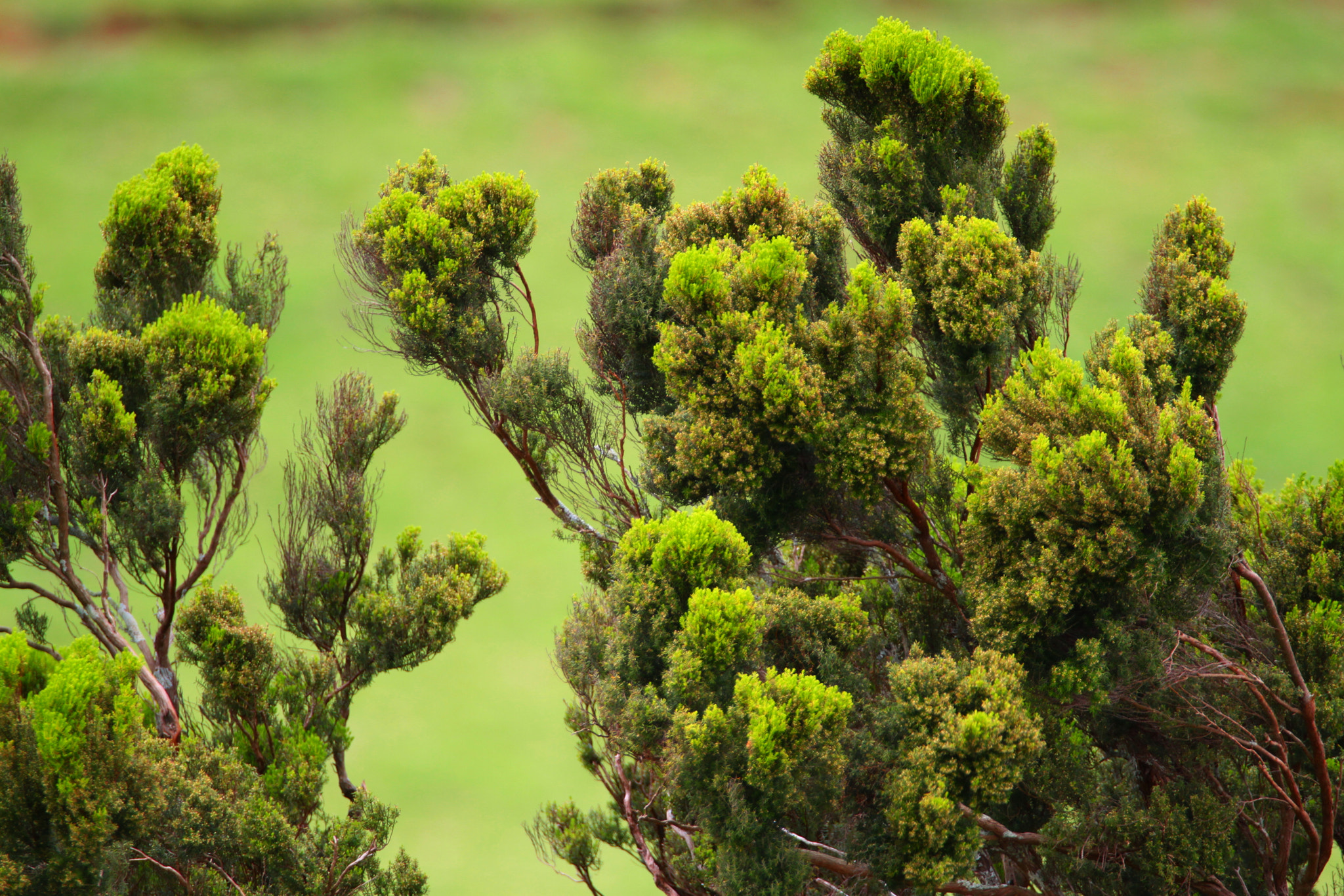Tamron SP 150-600mm F5-6.3 Di VC USD sample photo. Amazing azores vegetation photography