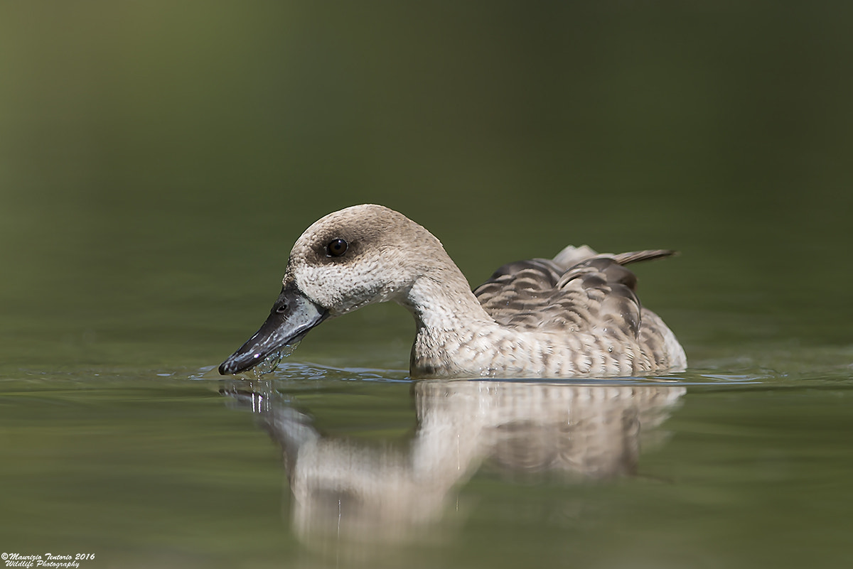 Nikon AF-S Nikkor 300mm F2.8G ED VR II sample photo. Anatra marmorizzata marmaronetta angustirostris photography