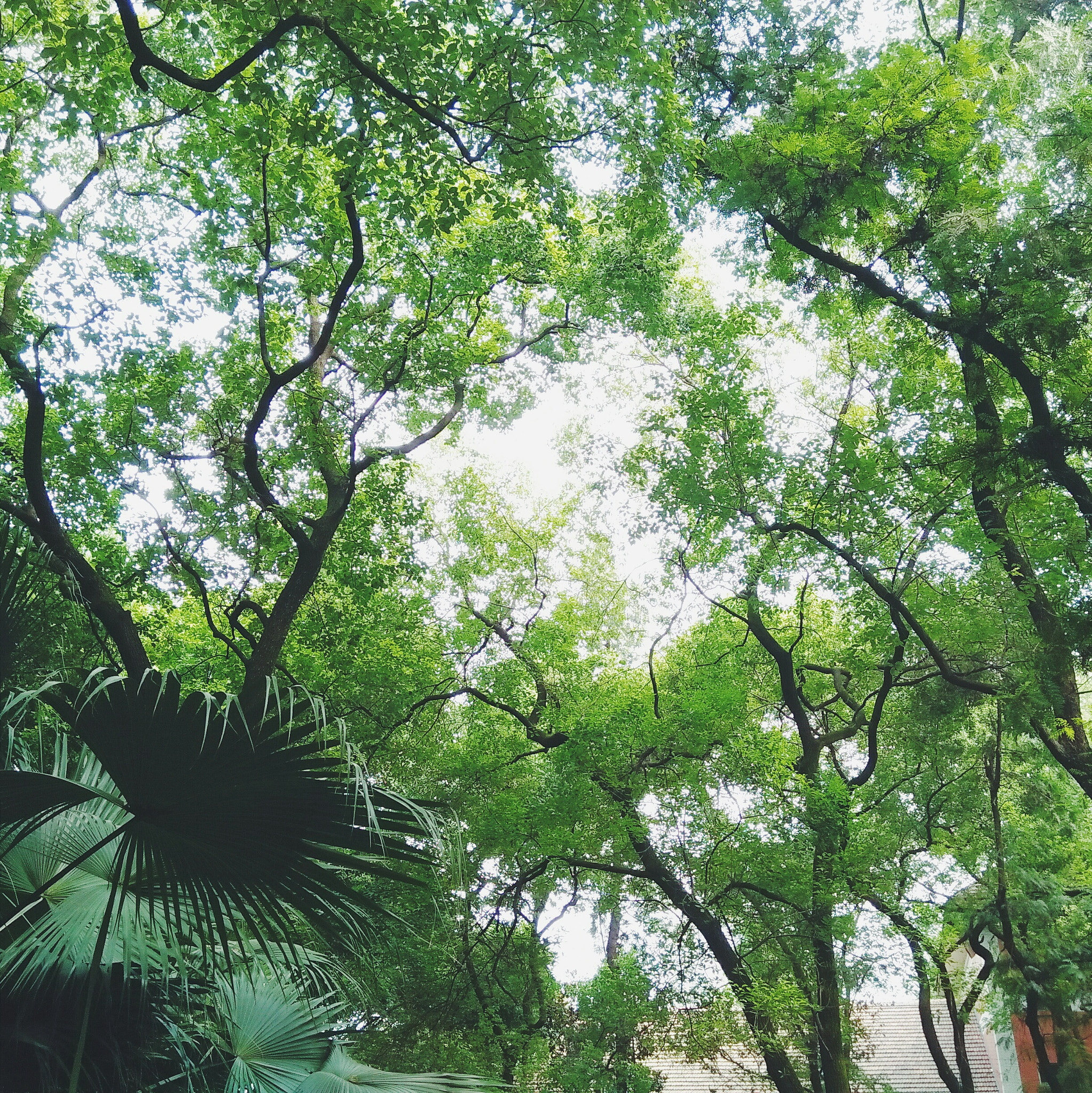 OPPO A31c sample photo. Green trees and leaves photography