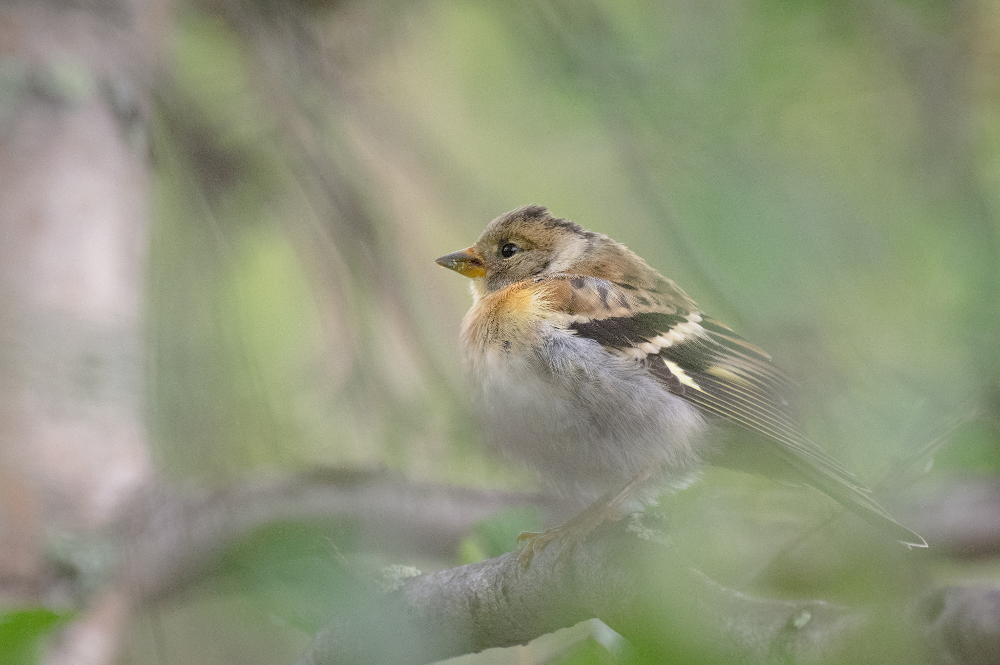 Pentax K-3 sample photo. Focus photography