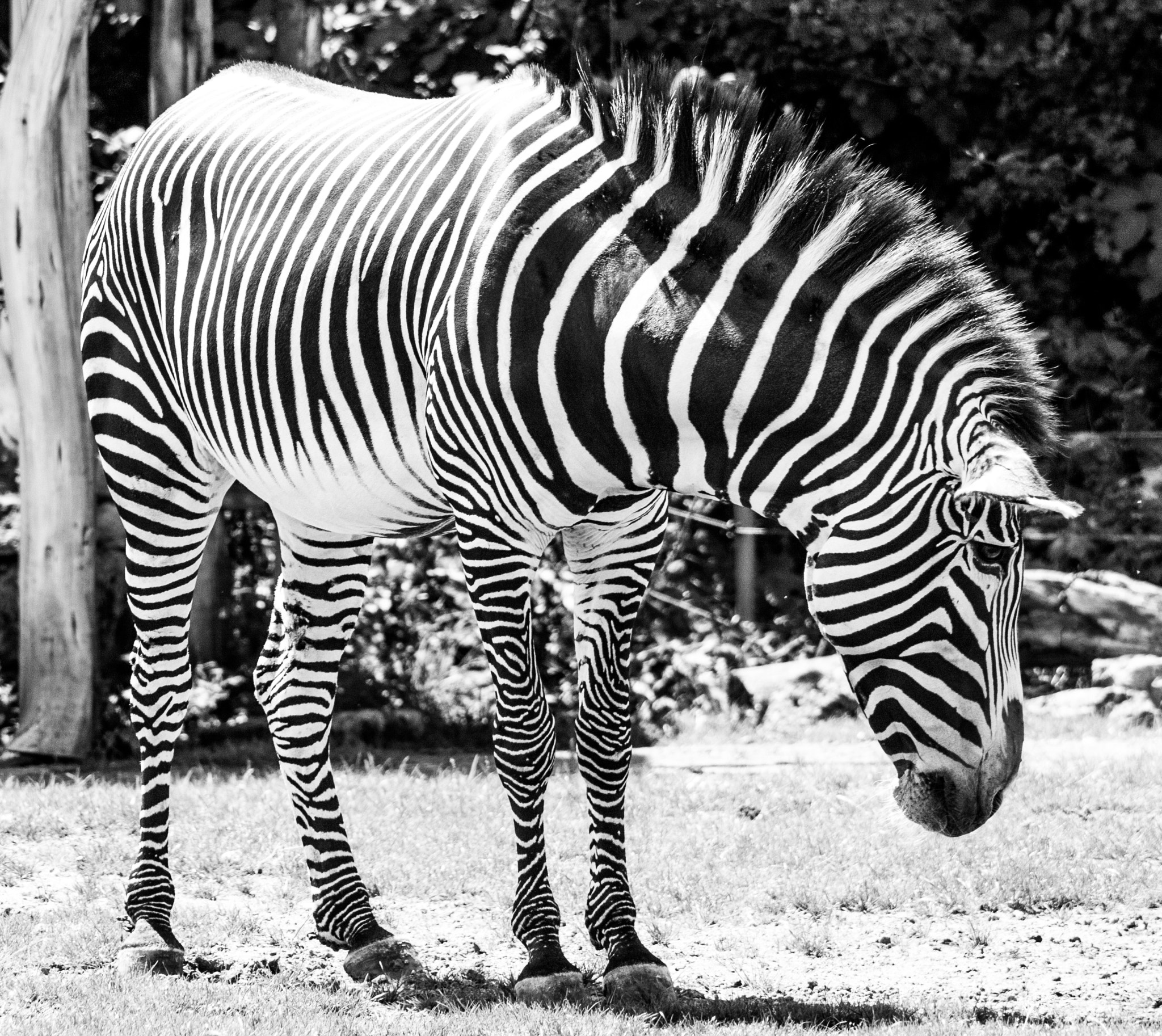 Canon EF 90-300mm F4.5-5.6 sample photo. Zebra head photography