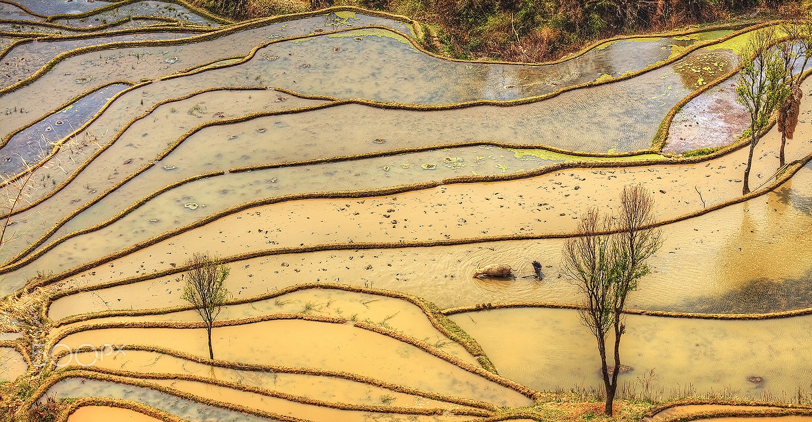 Canon EOS 5DS + Canon EF 70-200mm F4L IS USM sample photo. Morning plowing terraced field photography
