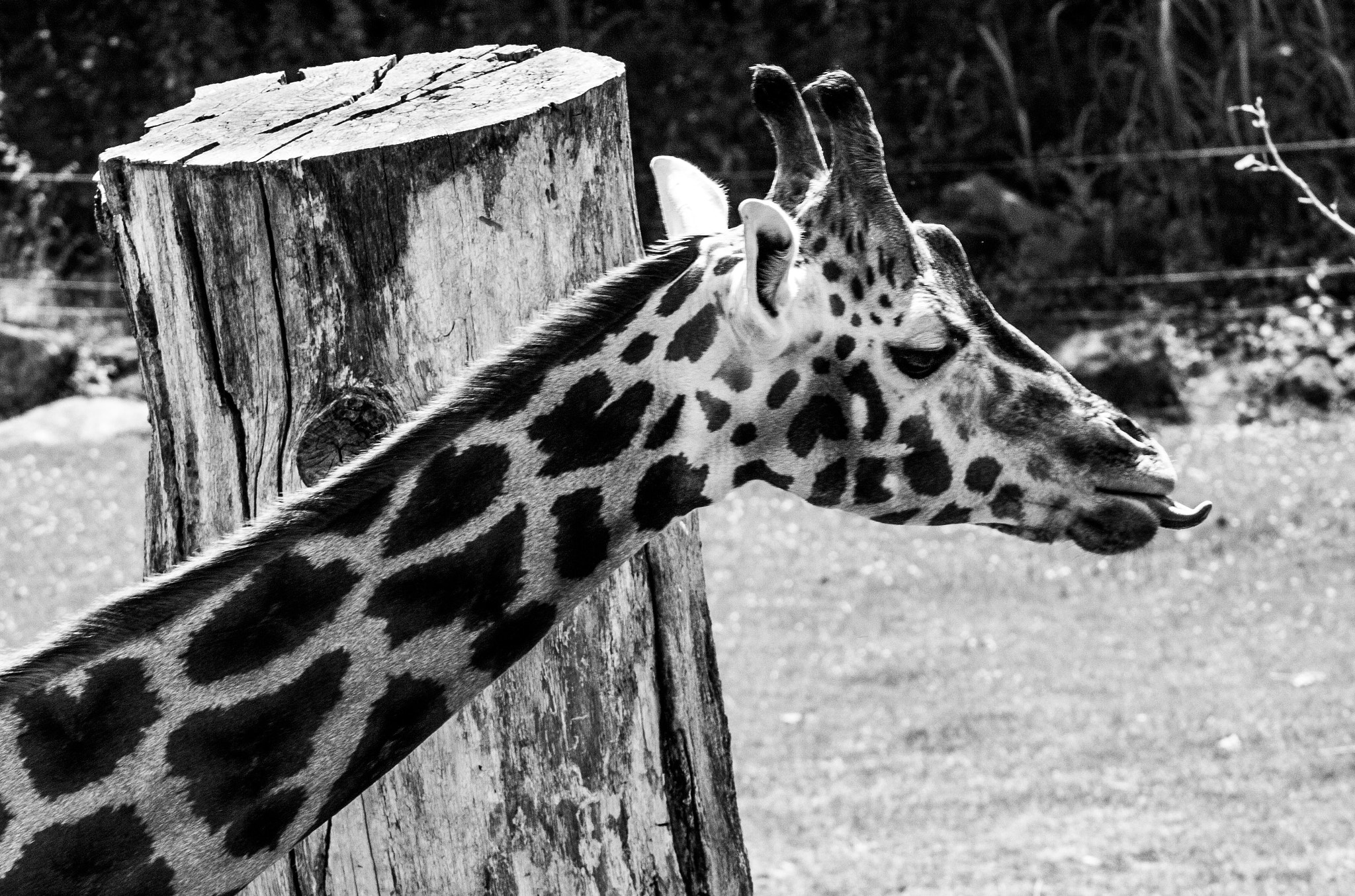 Canon EOS 450D (EOS Rebel XSi / EOS Kiss X2) + Canon EF 90-300mm F4.5-5.6 sample photo. Giraffe tongue photography