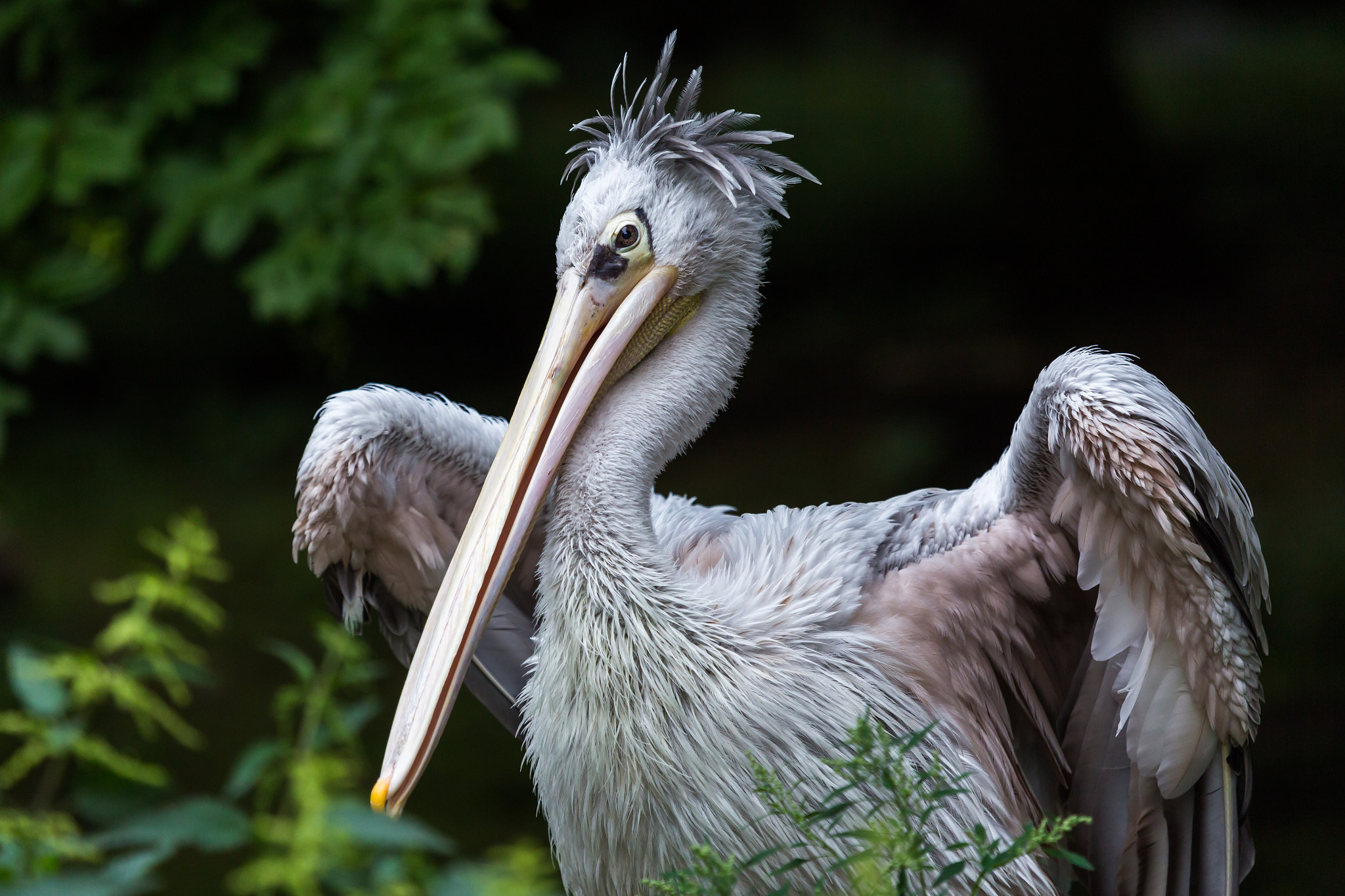 Canon EF 100-400mm F4.5-5.6L IS USM sample photo. White pelican photography