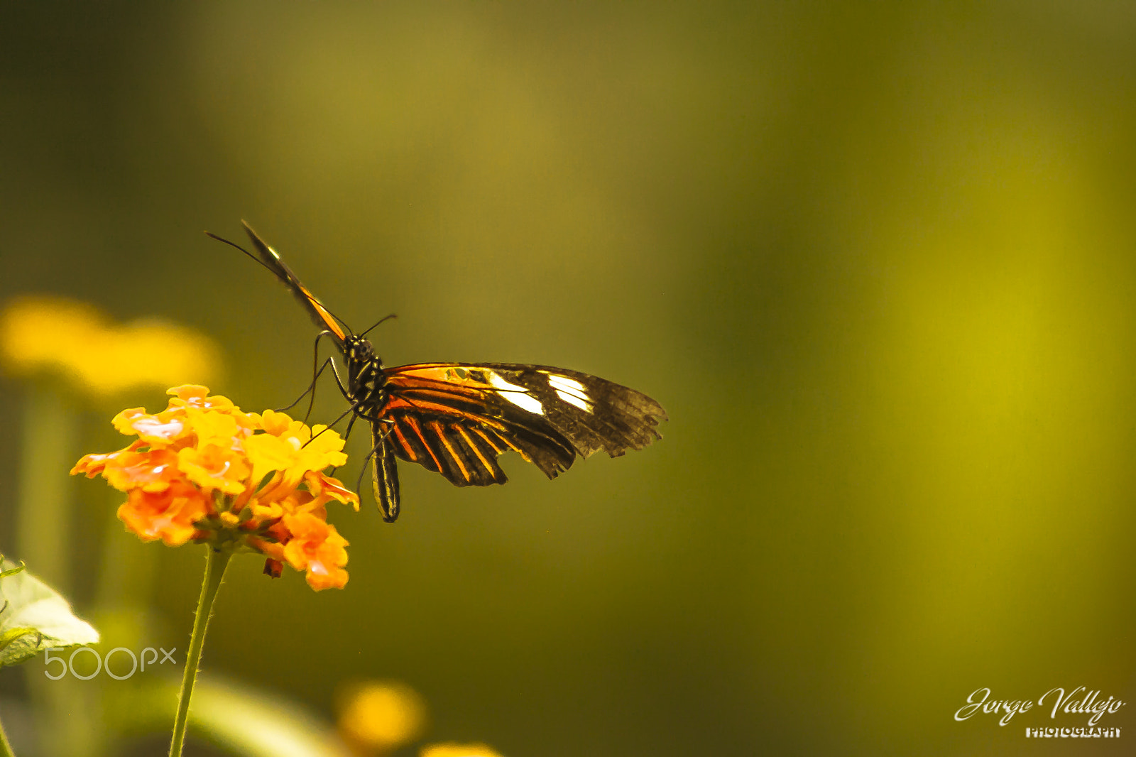Canon EF 75-300mm f/4-5.6 USM sample photo. Mariposa photography