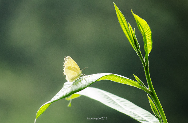 Nikon D7000 + AF Nikkor 70-210mm f/4-5.6 sample photo. Buterfly photography