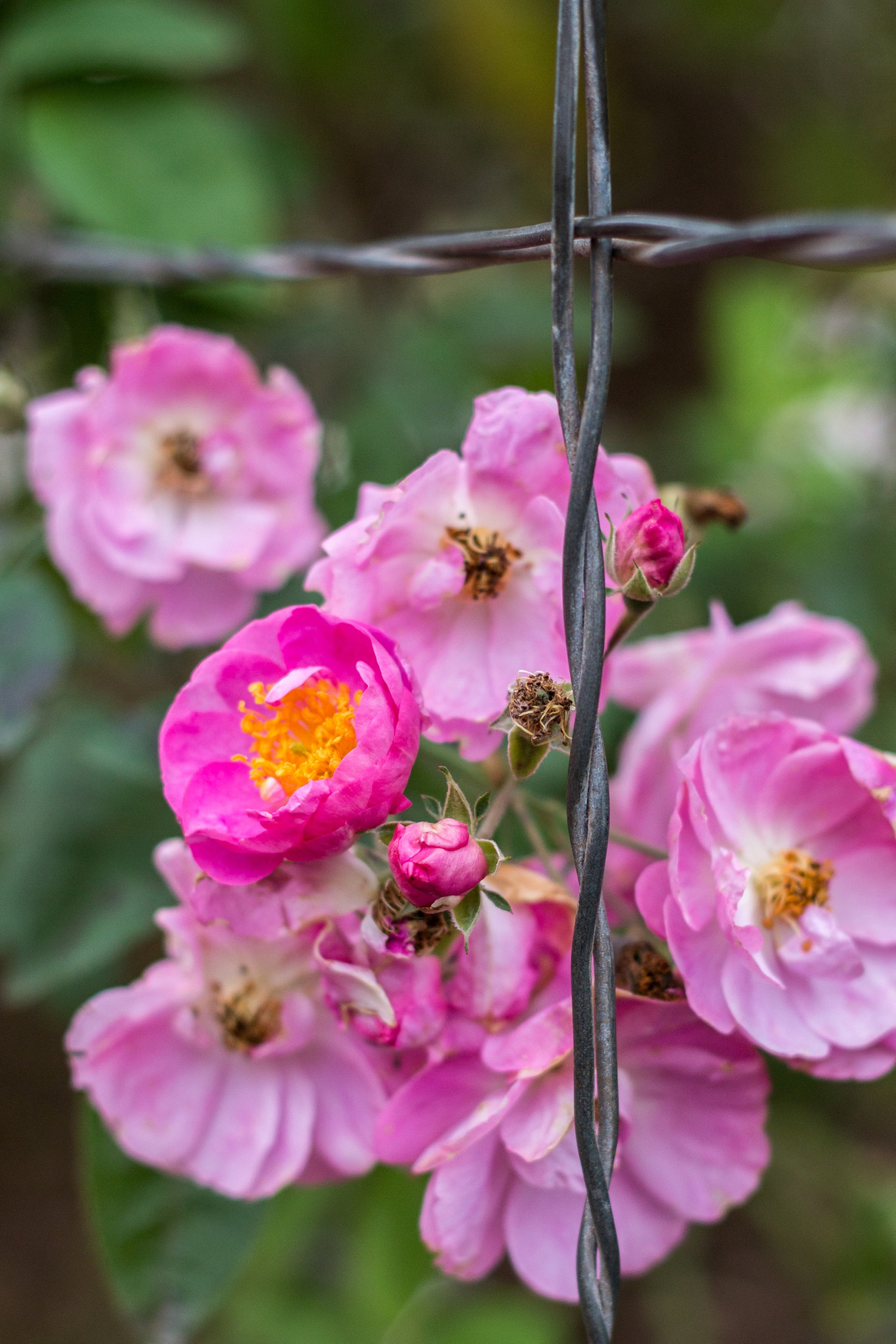 Canon EOS 70D + Canon EF 50mm F1.8 II sample photo. Pink rose bush photography