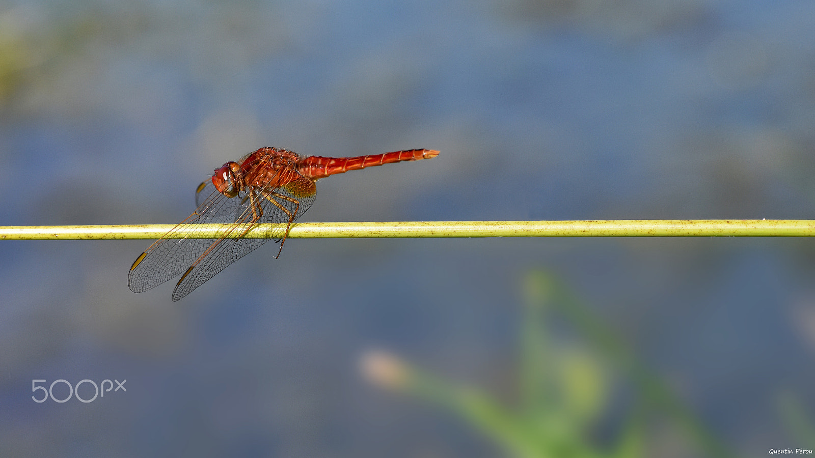 Nikon AF-S Micro-Nikkor 105mm F2.8G IF-ED VR sample photo. La libellule photography