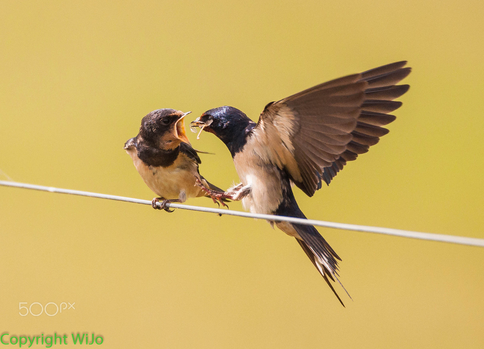 Sigma 150-600mm F5-6.3 DG OS HSM | C sample photo. Barn swallow photography