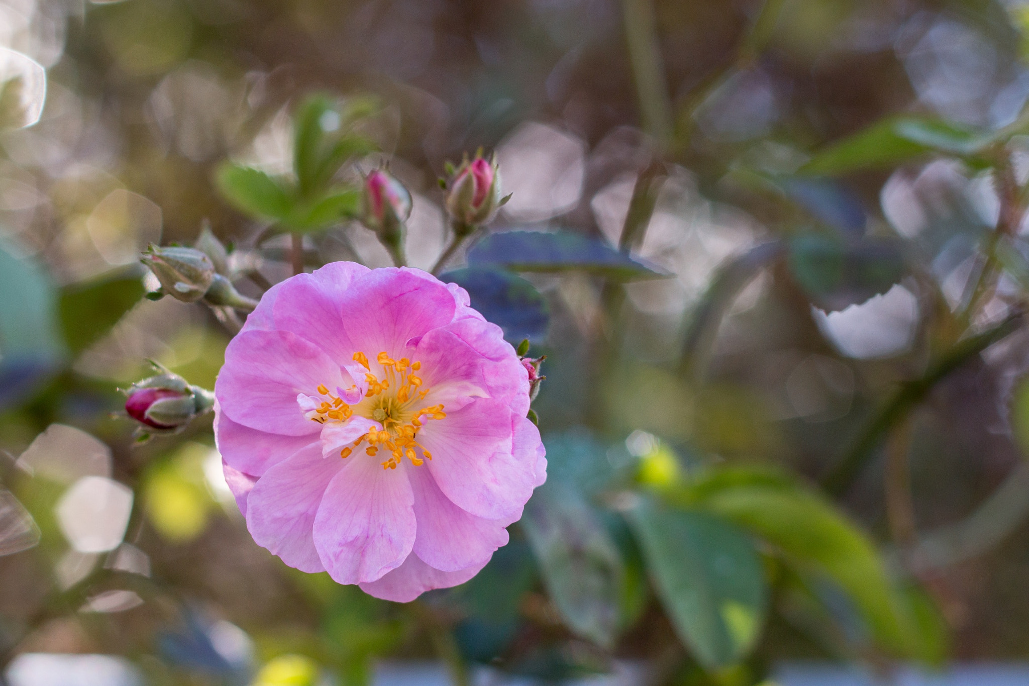 Canon EOS 70D + Canon EF 50mm F1.8 II sample photo. Pink rose photography