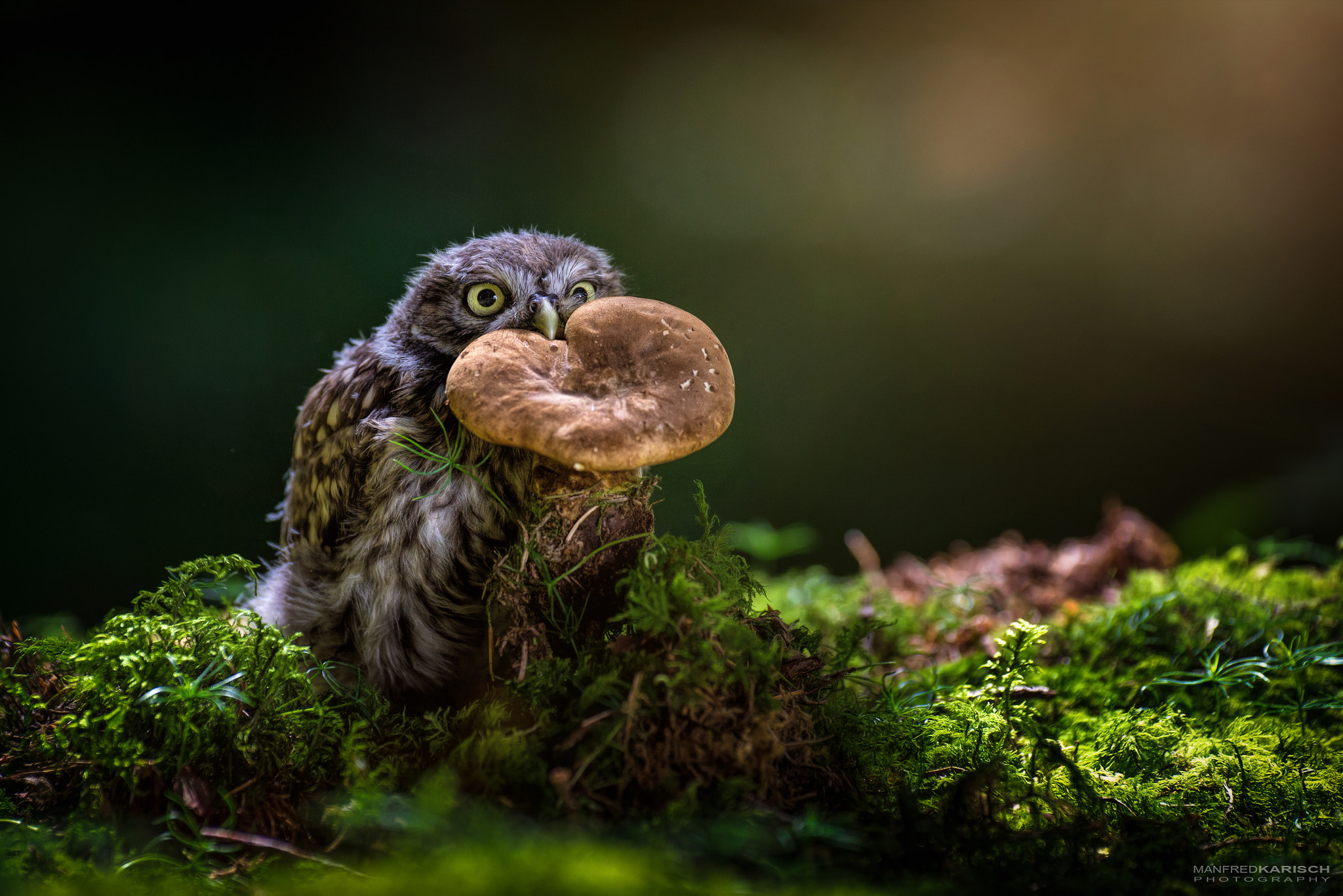Canon EF 200mm F2.8L II USM sample photo. Sweety photography