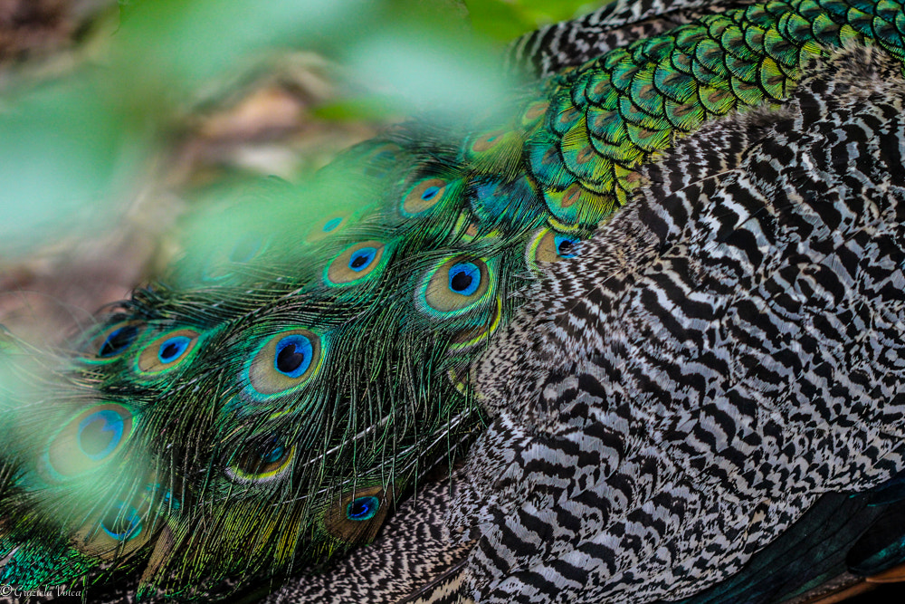 Canon EF 100mm F2.8 Macro USM sample photo. The tale of the tail photography