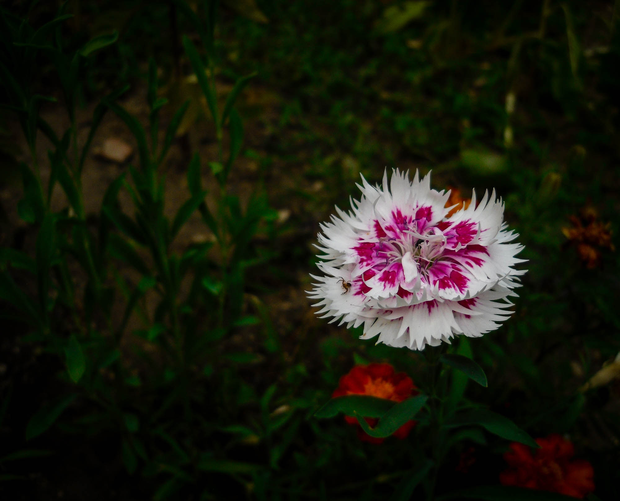 Samsung ES20/ VLUU ES20/  SL35 sample photo. In hiding photography