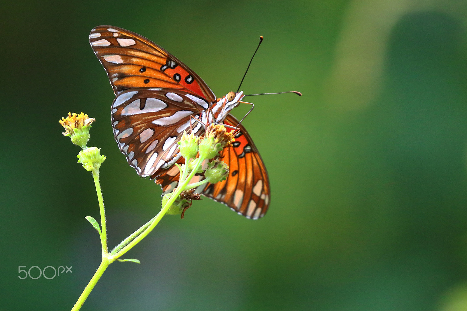 Canon EOS 750D (EOS Rebel T6i / EOS Kiss X8i) sample photo. Passion butterfly photography