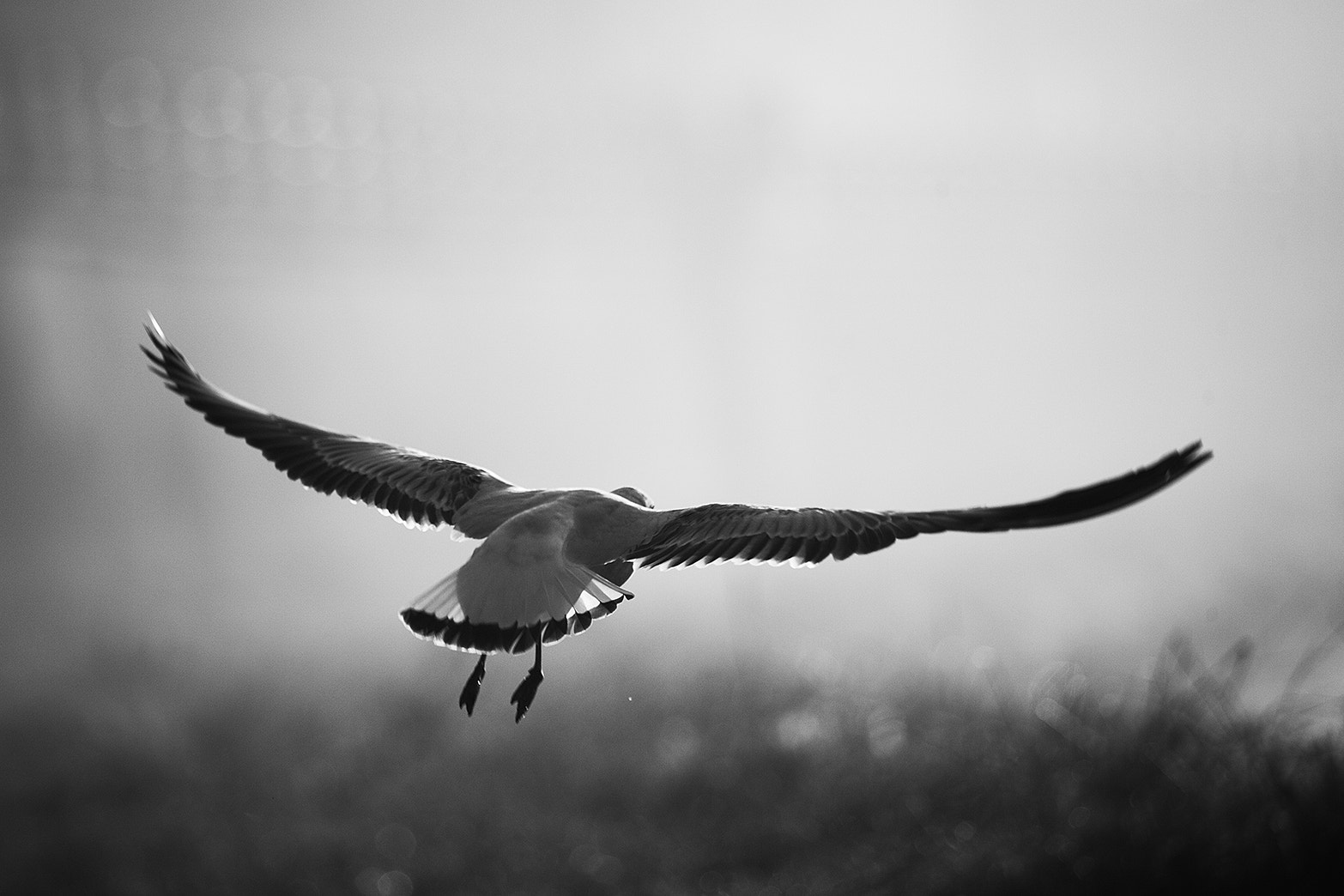 Canon EF 100-400mm F4.5-5.6L IS USM sample photo. Gull photography