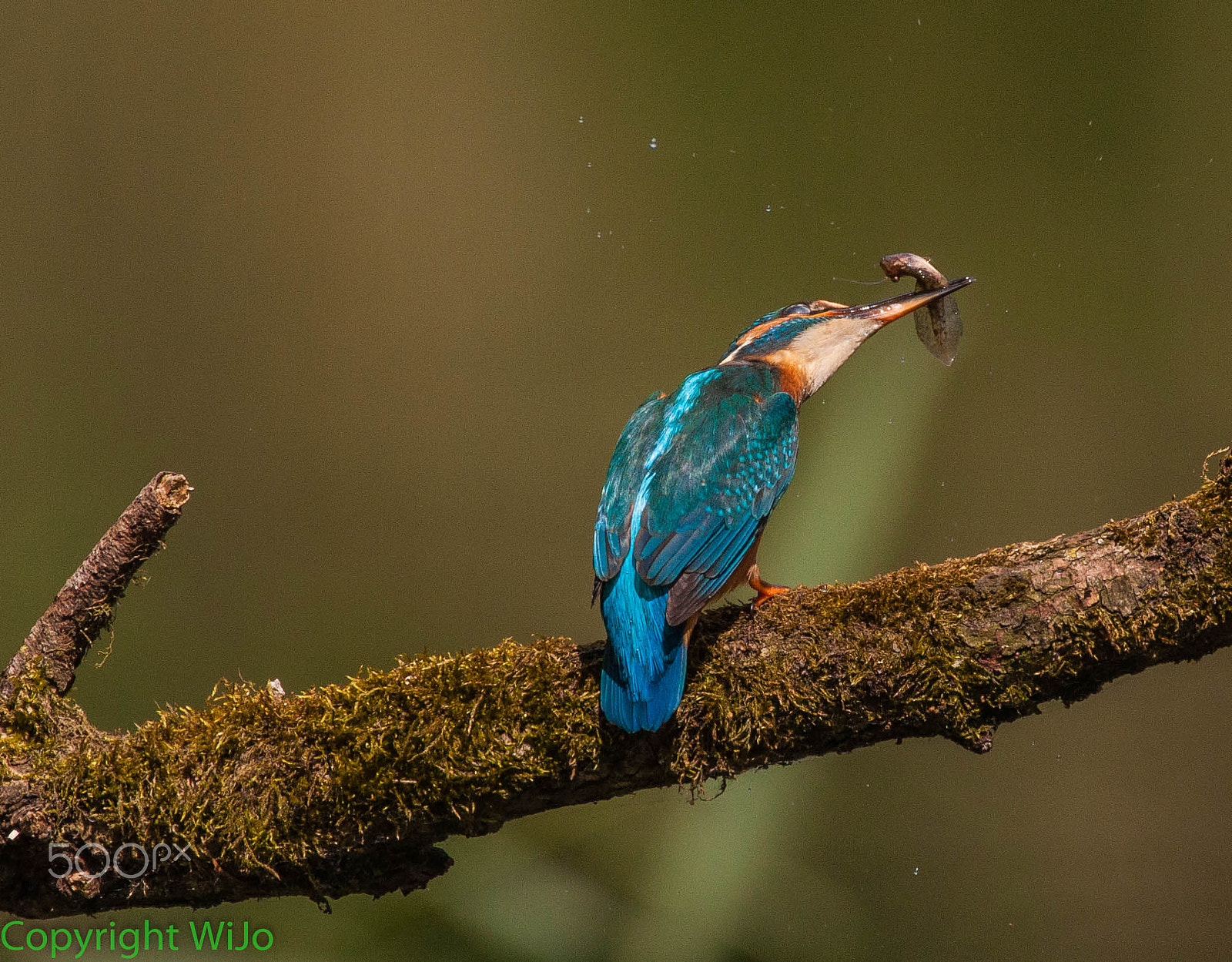 Sigma 150-600mm F5-6.3 DG OS HSM | C sample photo. Common kingfisher photography
