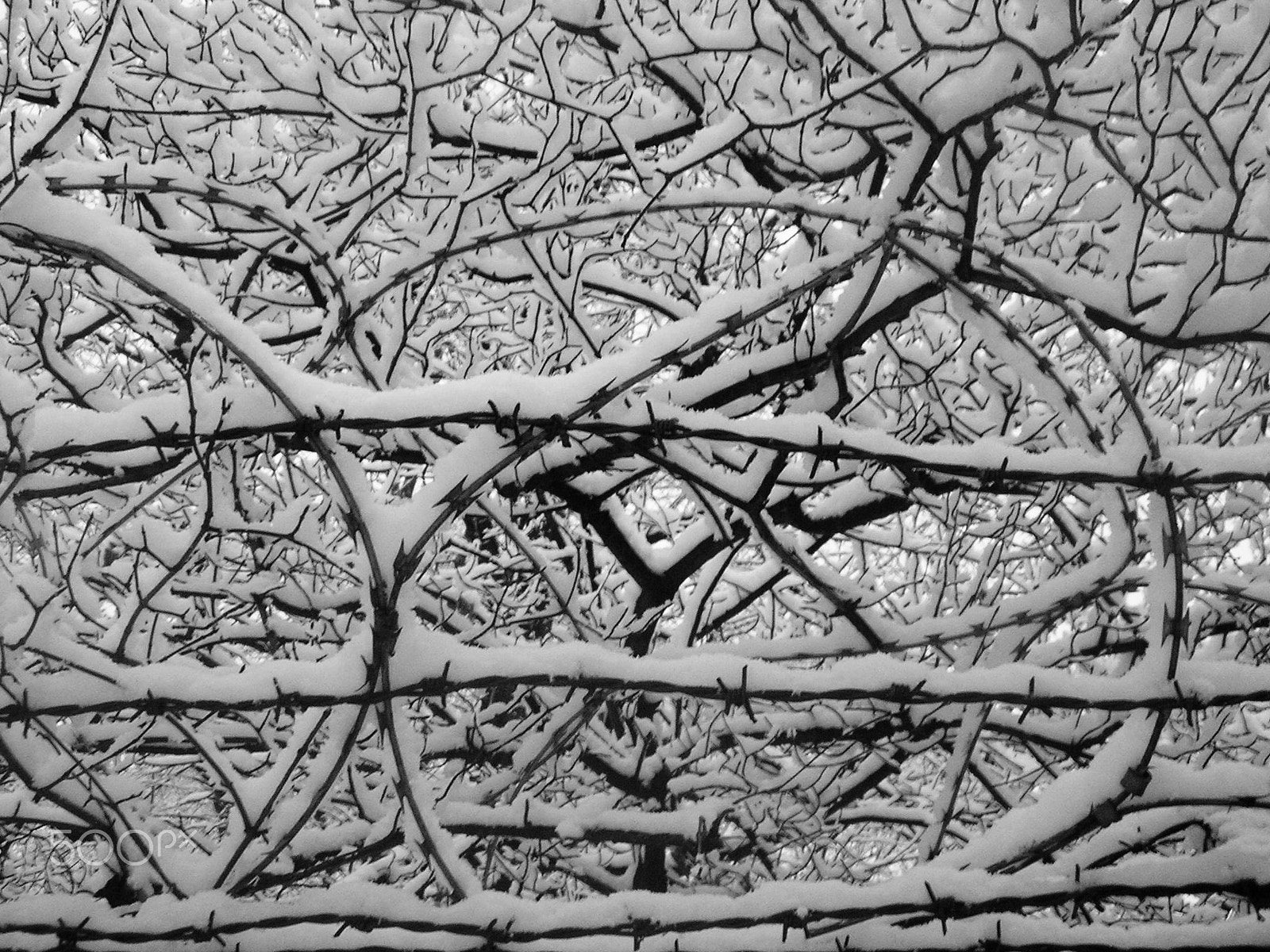 Olympus X100,D540Z,C310Z sample photo. Barbed wire & branches, berlin photography
