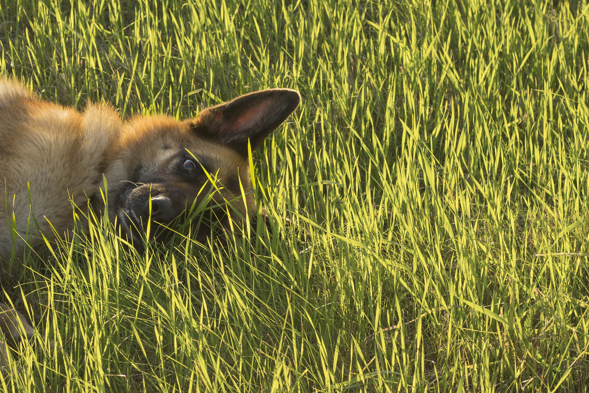 Canon EOS 1100D (EOS Rebel T3 / EOS Kiss X50) + Canon EF 50mm F1.8 II sample photo. Chillin' in the grass photography