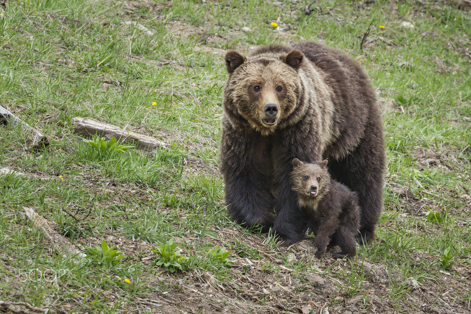 Canon EOS-1D Mark IV sample photo. Grizzly bear and cub in yellowstone np photography
