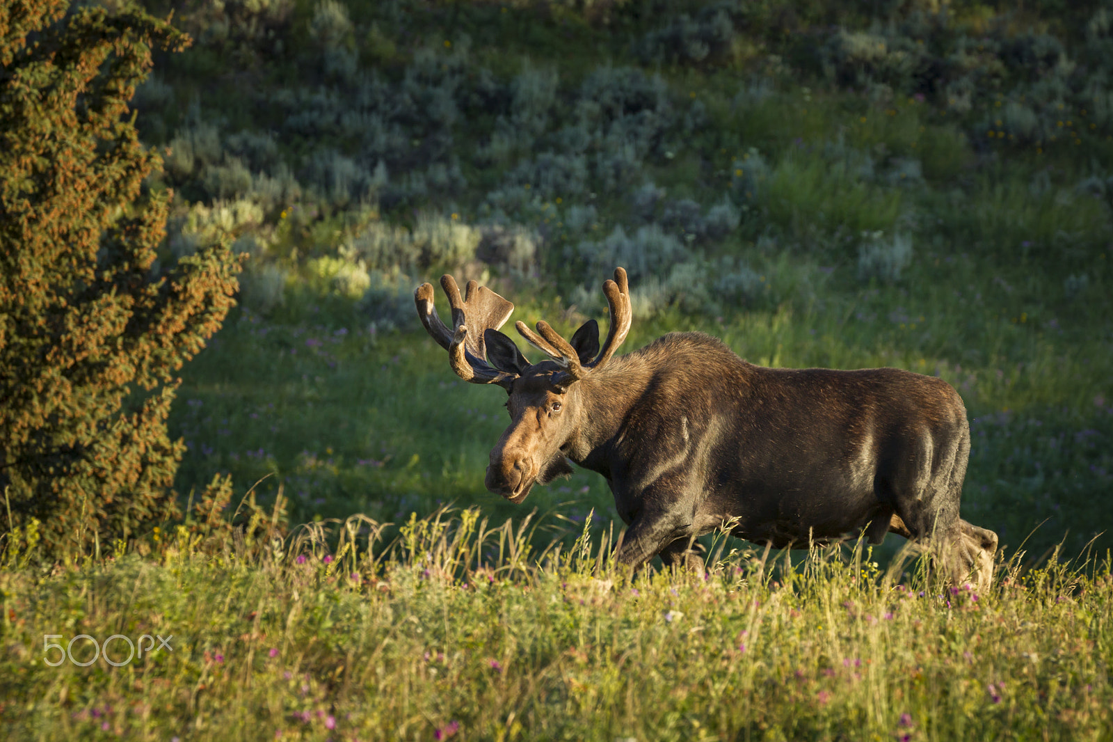 Canon EOS-1D Mark IV sample photo. Moose  in yellowstone np photography