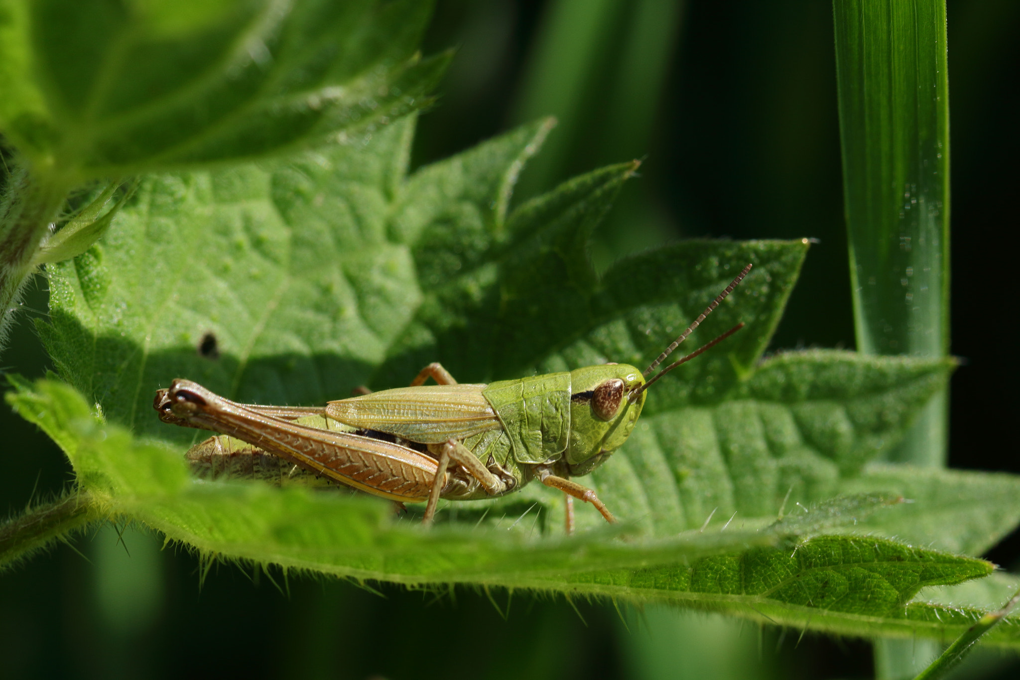 Canon EOS 700D (EOS Rebel T5i / EOS Kiss X7i) + Canon EF 100mm F2.8L Macro IS USM sample photo. Grasshopper photography
