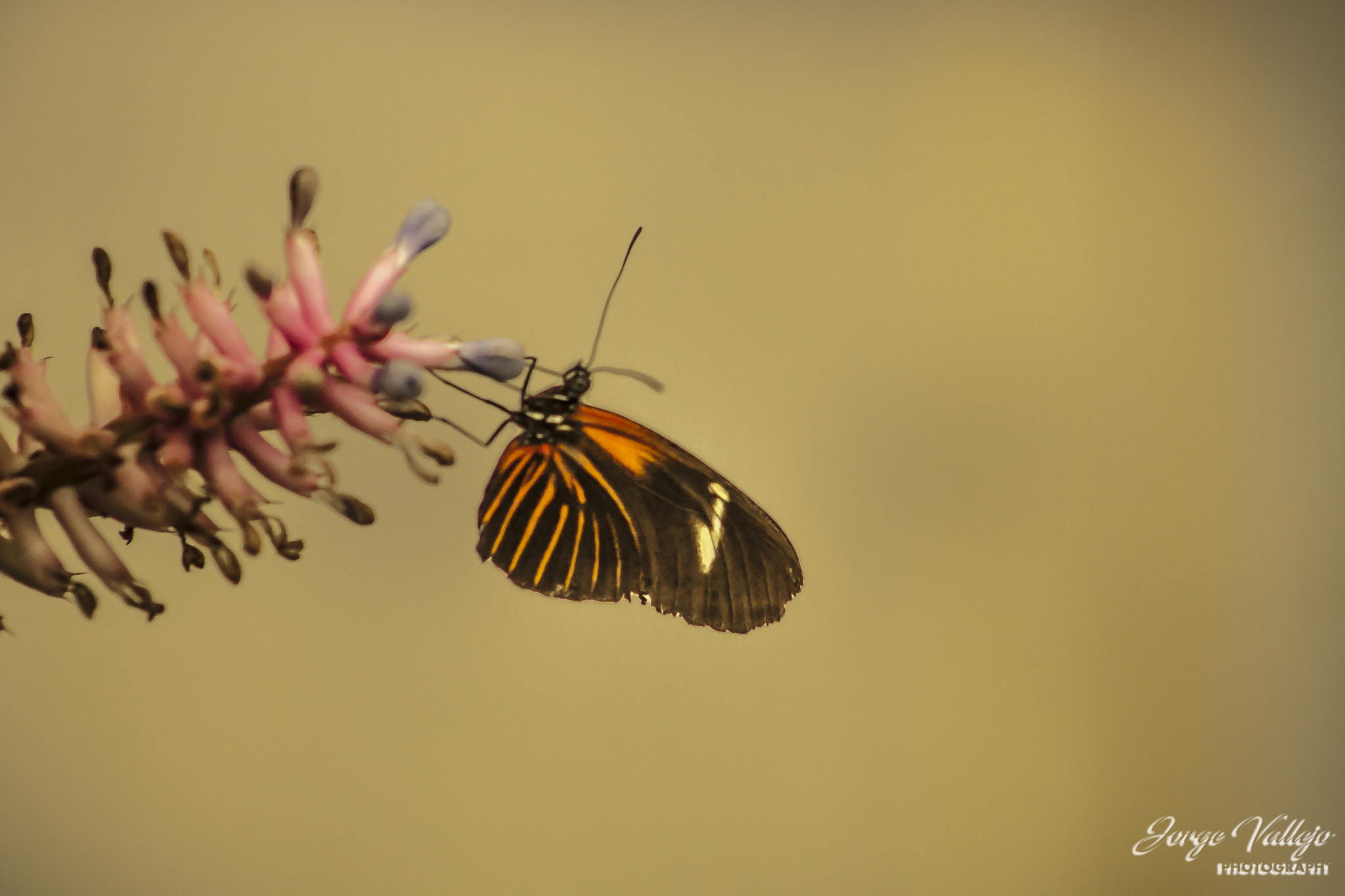 Canon EF 75-300mm f/4-5.6 USM sample photo. Mariposas photography
