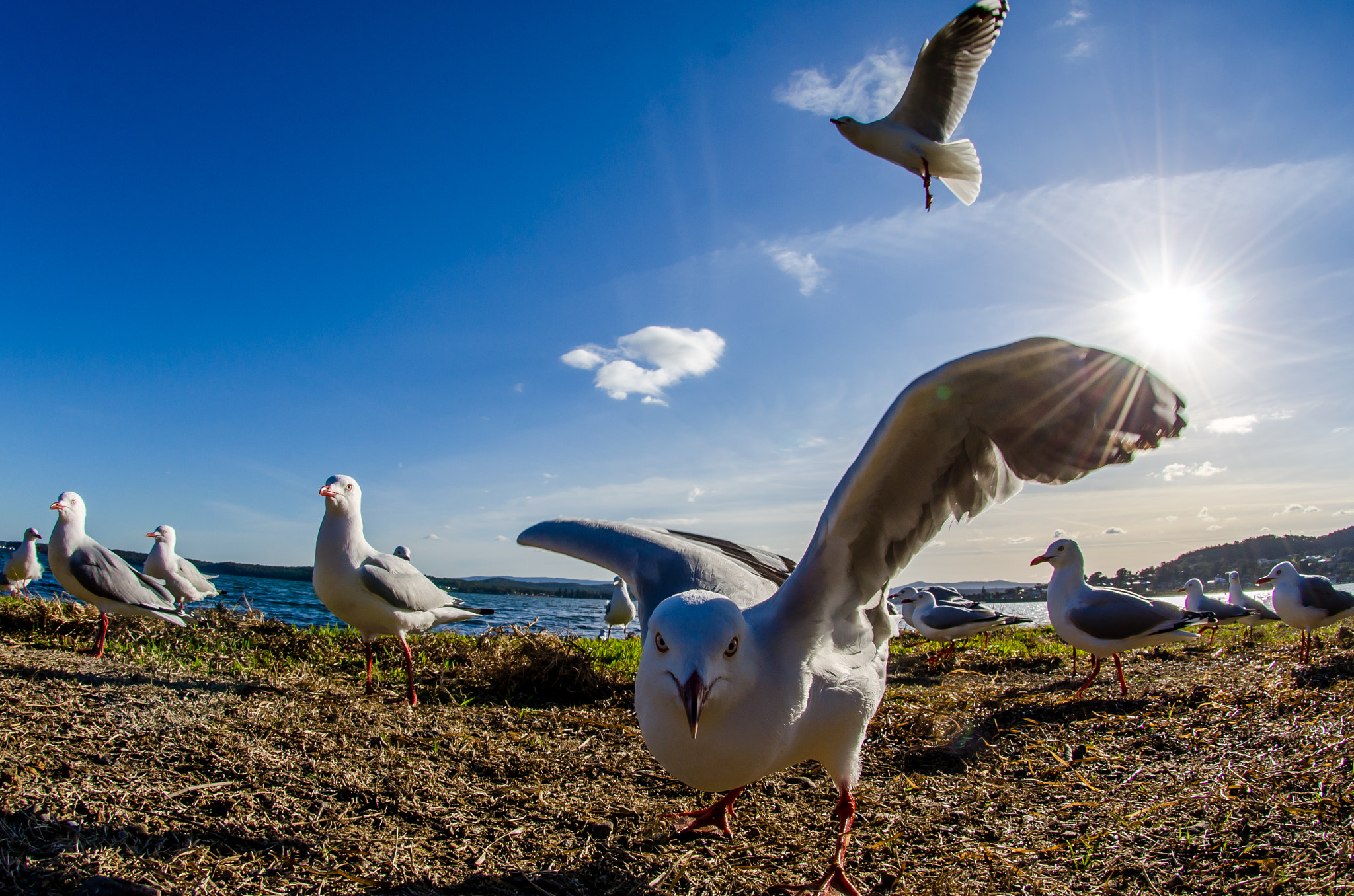Nikon AF DX Fisheye-Nikkor 10.5mm F2.8G ED sample photo. Aus seagulls photography