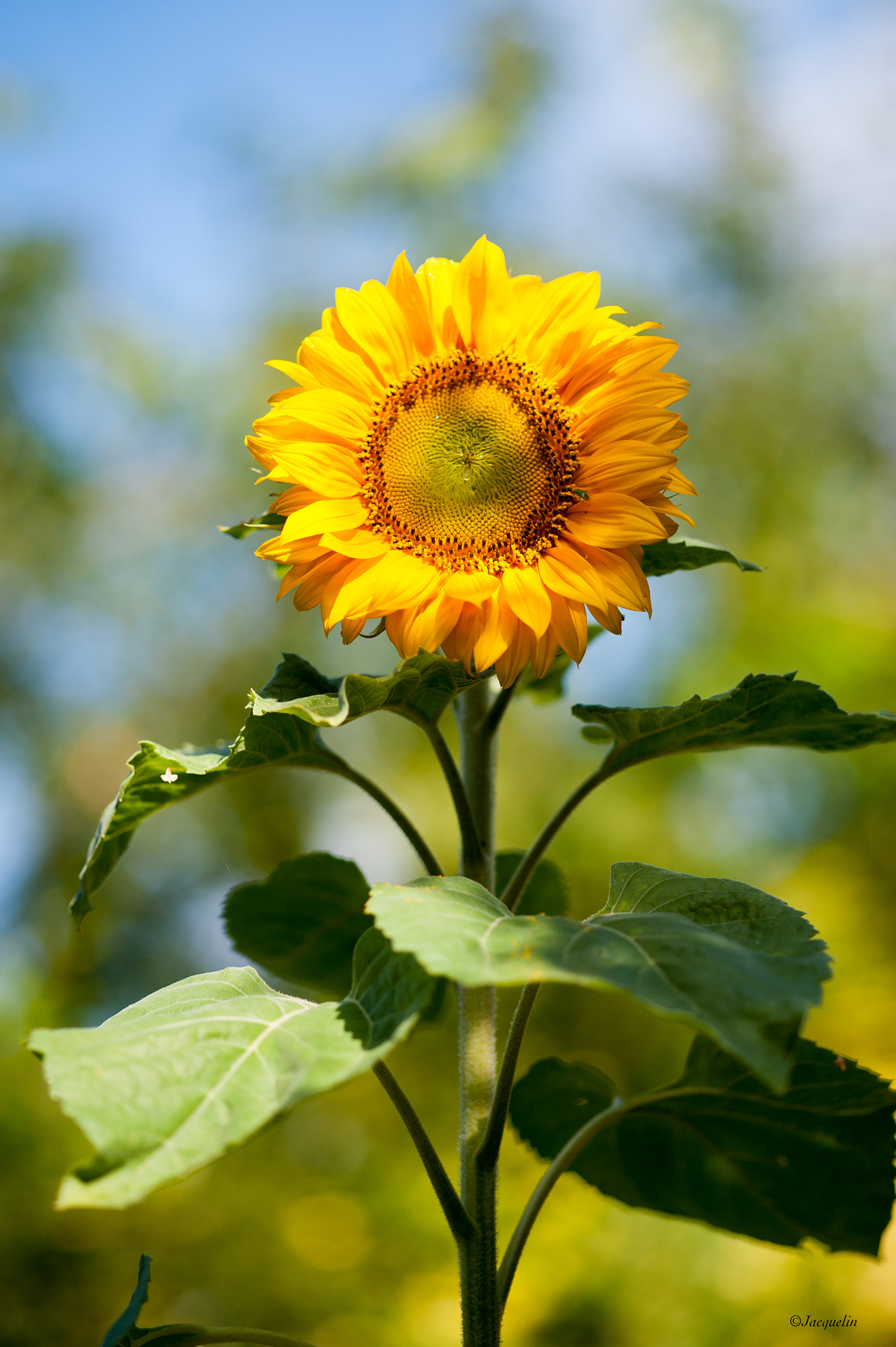 Nikon D3 + AF Micro-Nikkor 105mm f/2.8 sample photo. Yellow ! photography
