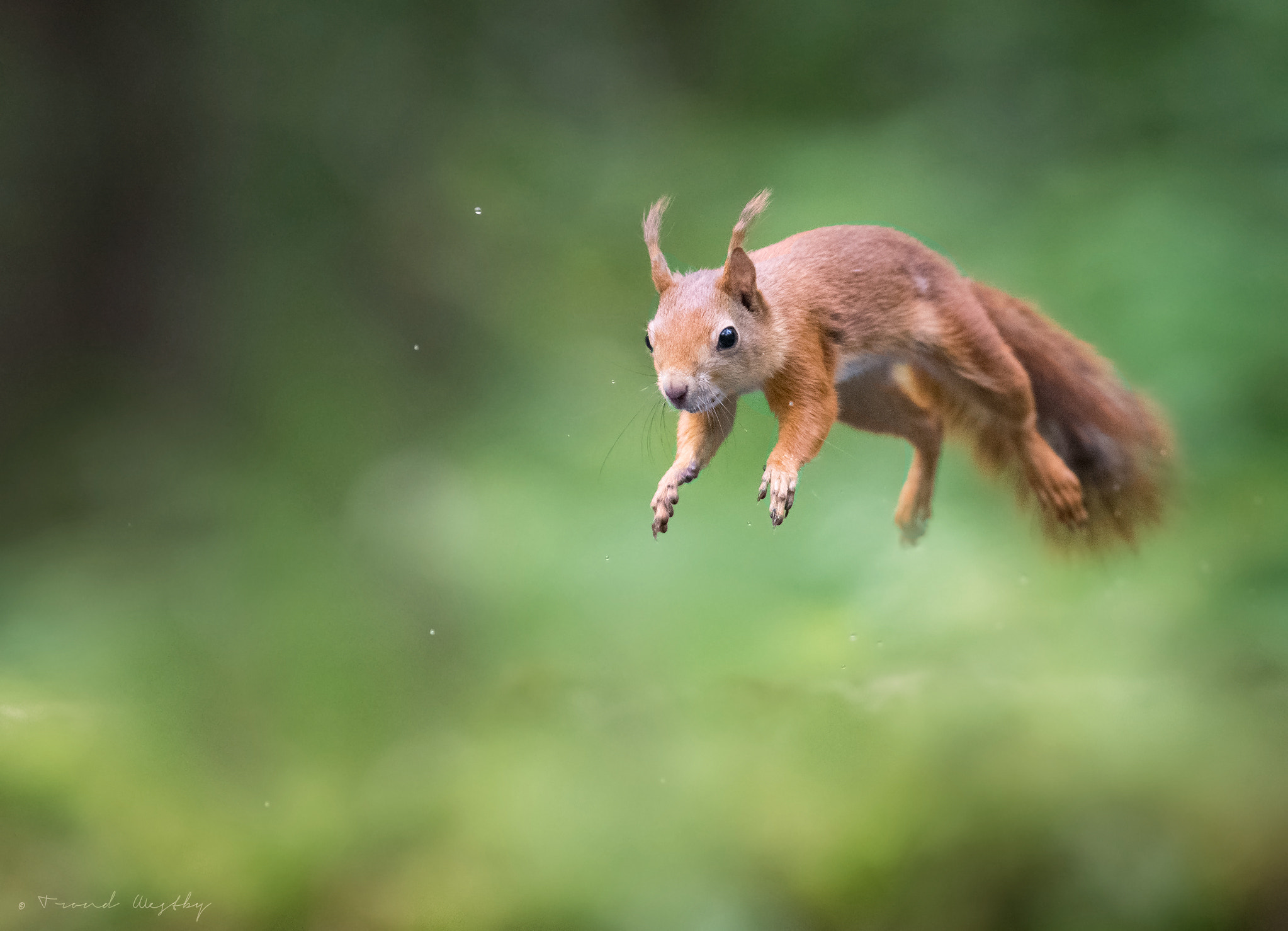 Nikon AF-S Nikkor 300mm F2.8G ED VR II sample photo. Red squirrel photography