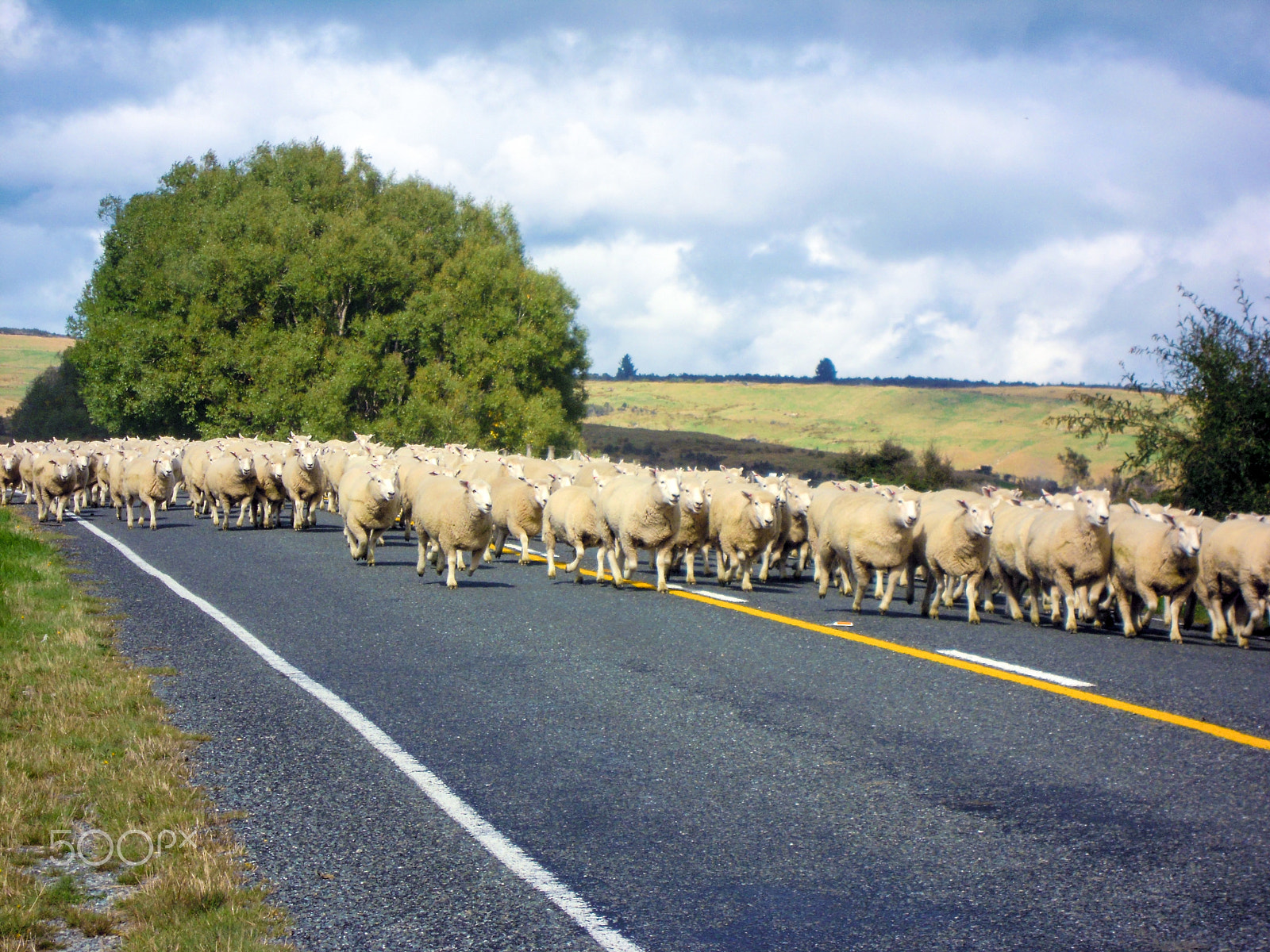 Nikon Coolpix S5100 sample photo. A herd of sheeps photography