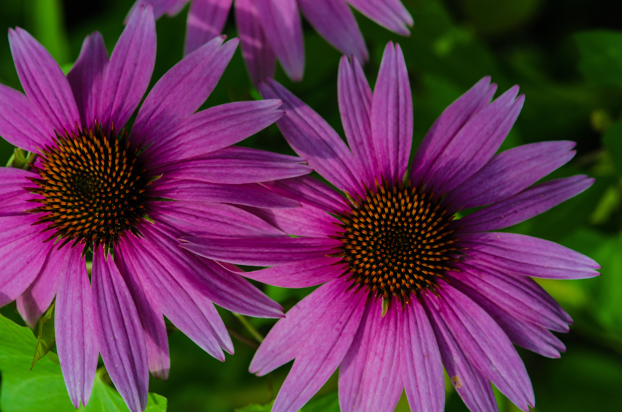 Nikon AF-S DX Micro-Nikkor 85mm F3.5G ED VR sample photo. Echinacea photography