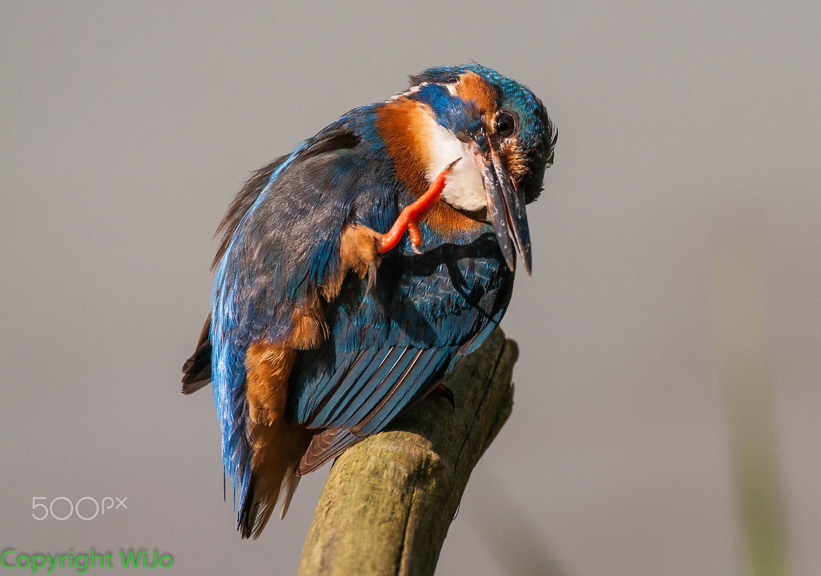 Sigma 150-600mm F5-6.3 DG OS HSM | C sample photo. Common kingfisher photography