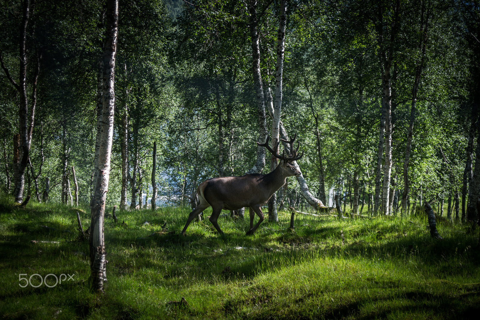 AF Zoom-Nikkor 28-80mm f/3.3-5.6G sample photo. Deerwood photography