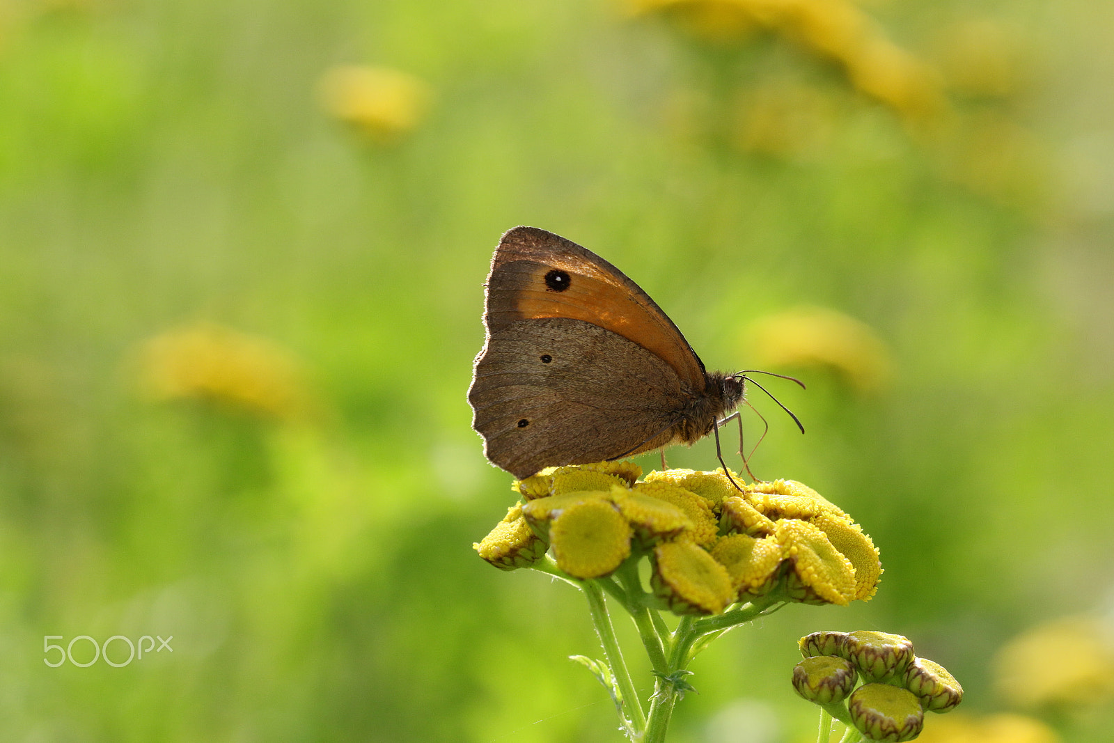 Canon EOS 700D (EOS Rebel T5i / EOS Kiss X7i) + Canon EF 100mm F2.8L Macro IS USM sample photo. Meadow brown photography