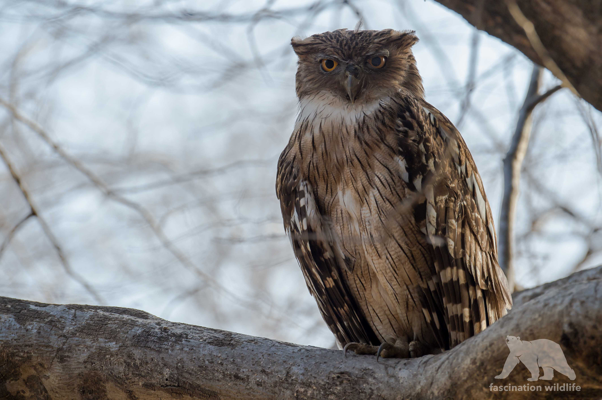 Nikon D4S sample photo. Brown fish owl photography