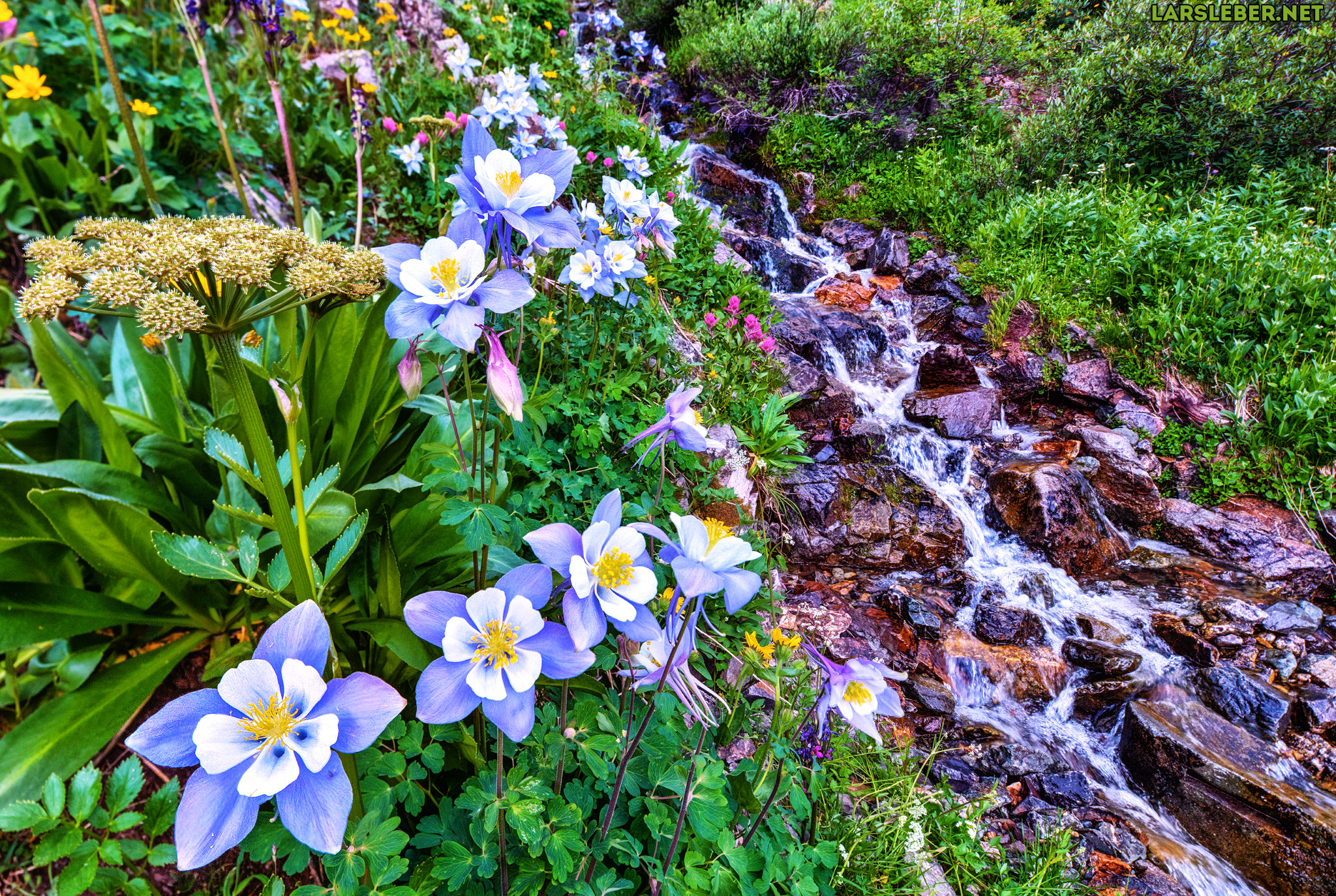 Canon EOS 5DS + Canon TS-E 17mm F4L Tilt-Shift sample photo. Columbines and mountain stream photography