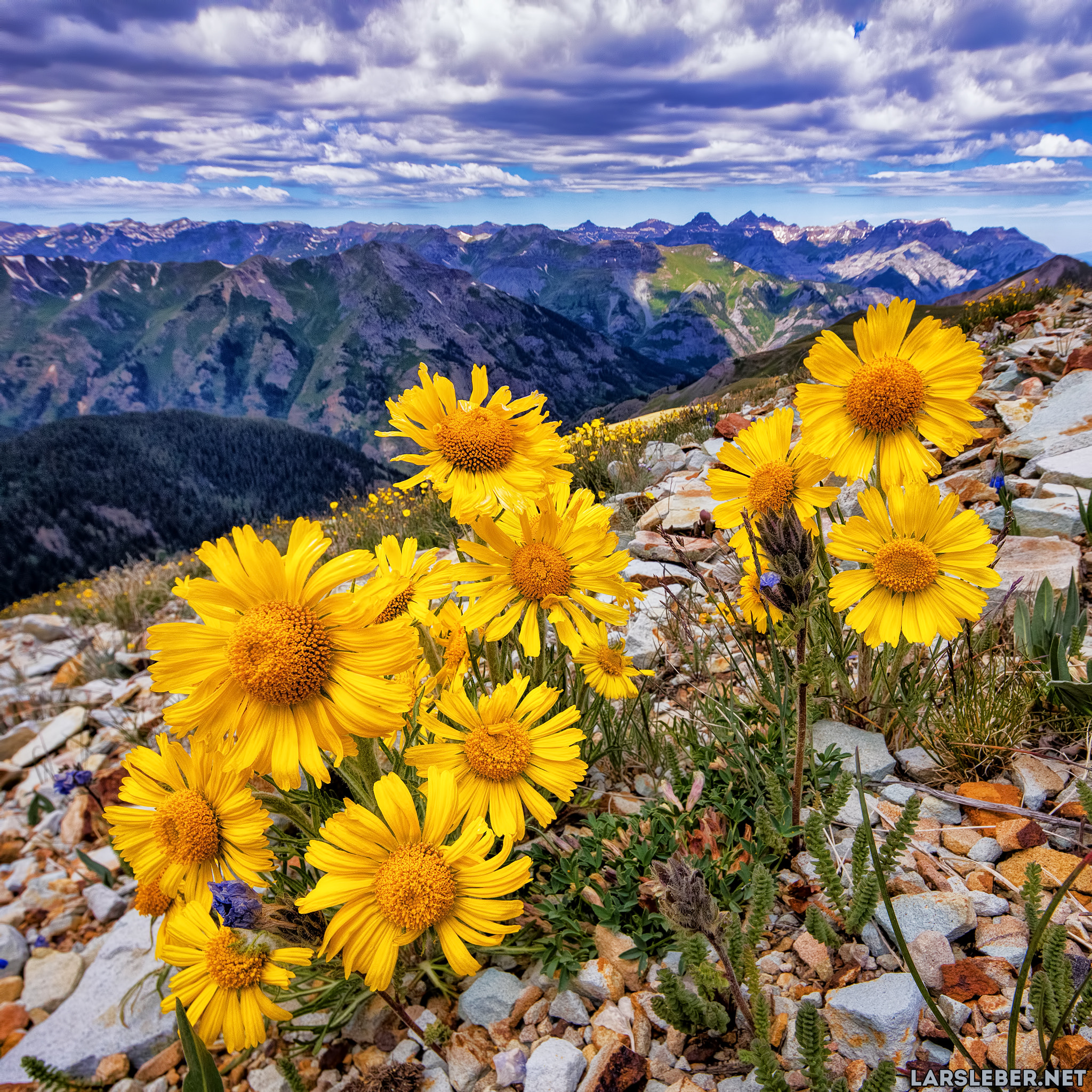 Canon EOS 5DS + Canon TS-E 17mm F4L Tilt-Shift sample photo. Engineer pass wildflowers photography